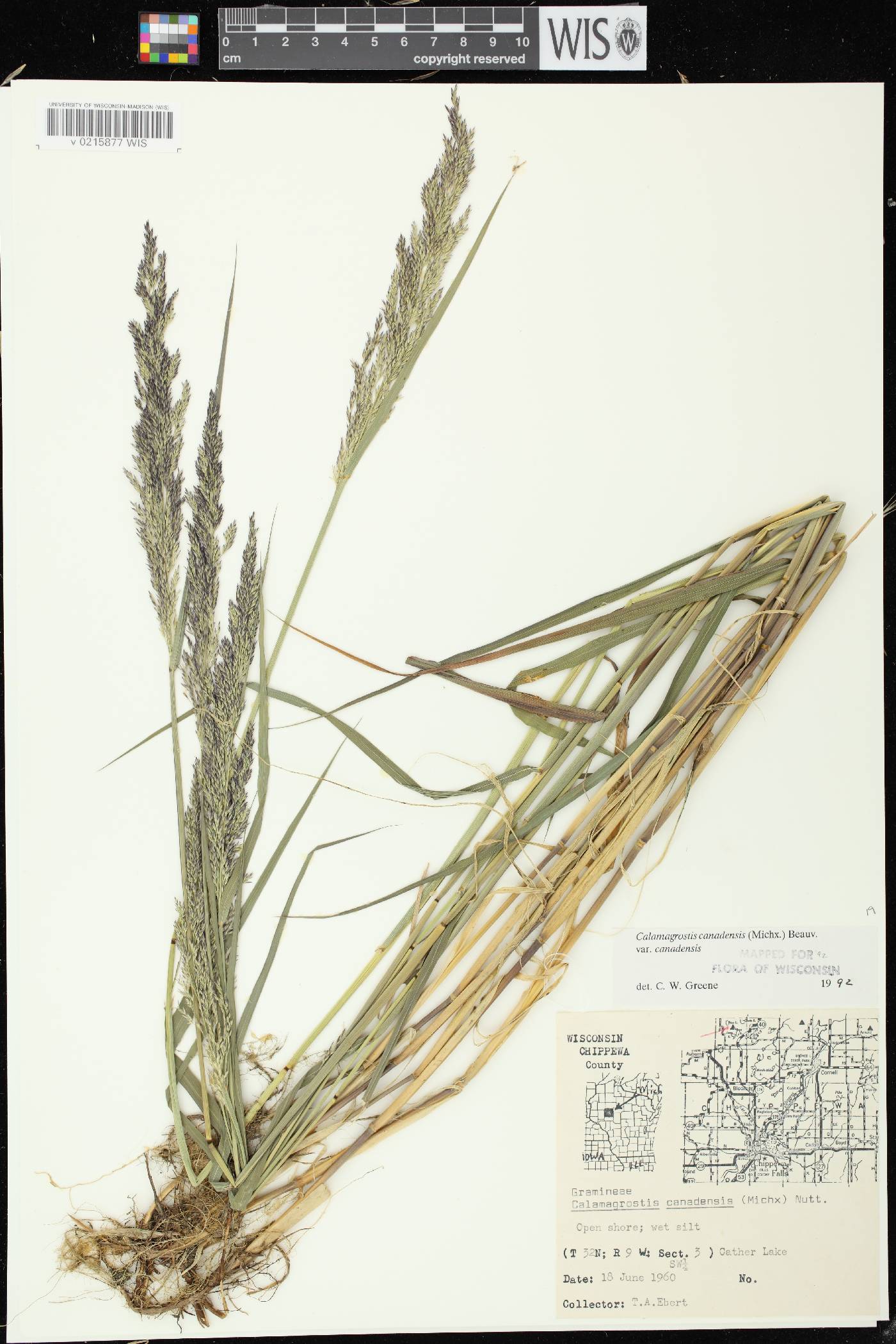 Calamagrostis canadensis var. canadensis image