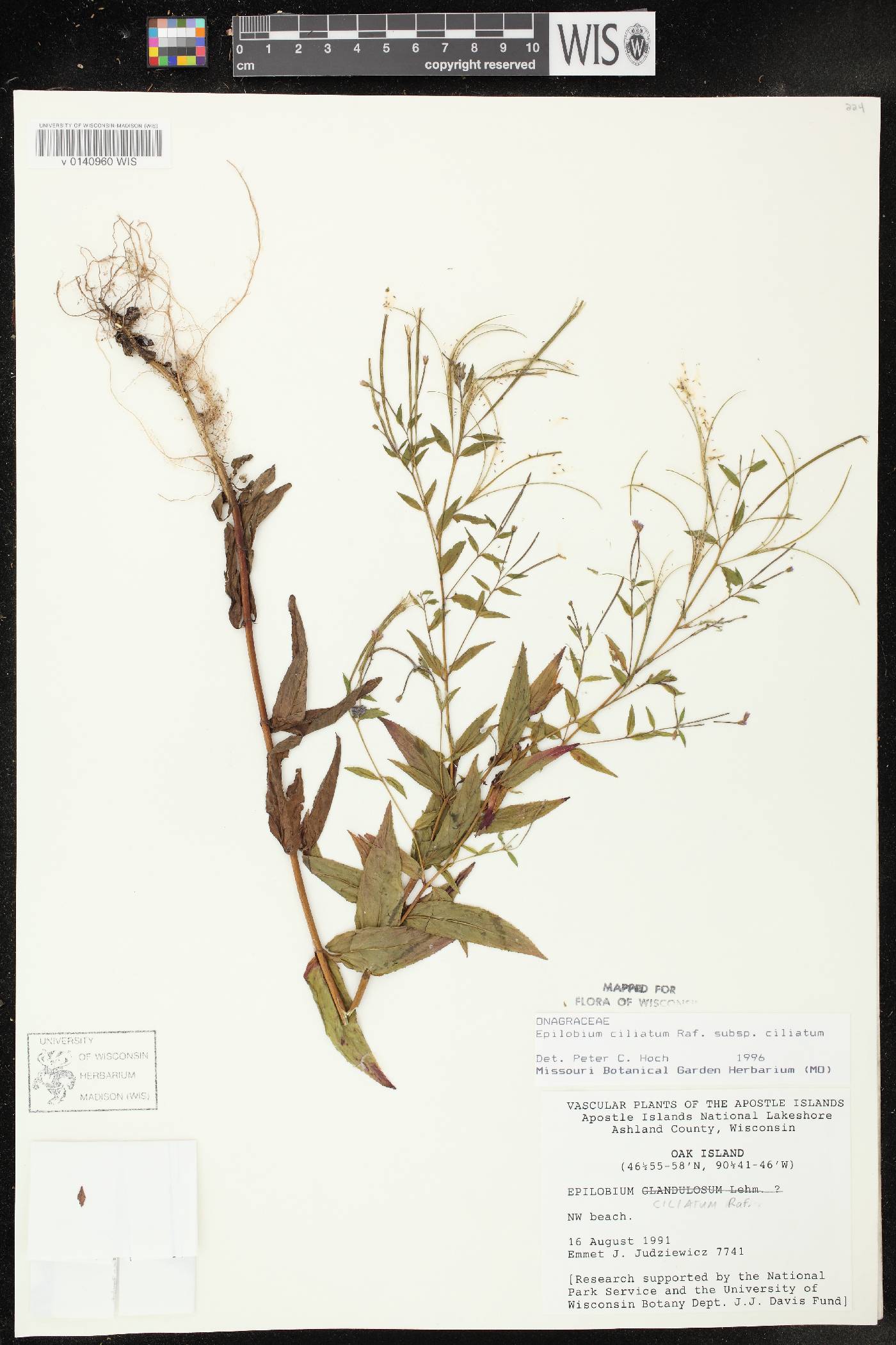 Epilobium ciliatum subsp. ciliatum image