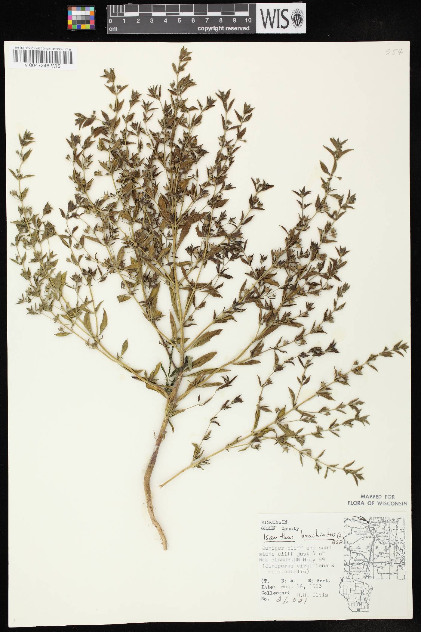 Trichostema brachiatum image