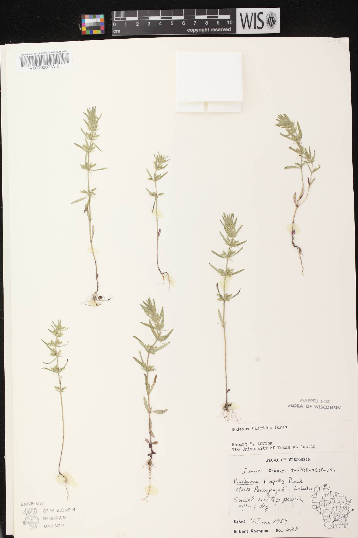 Hedeoma hispida image