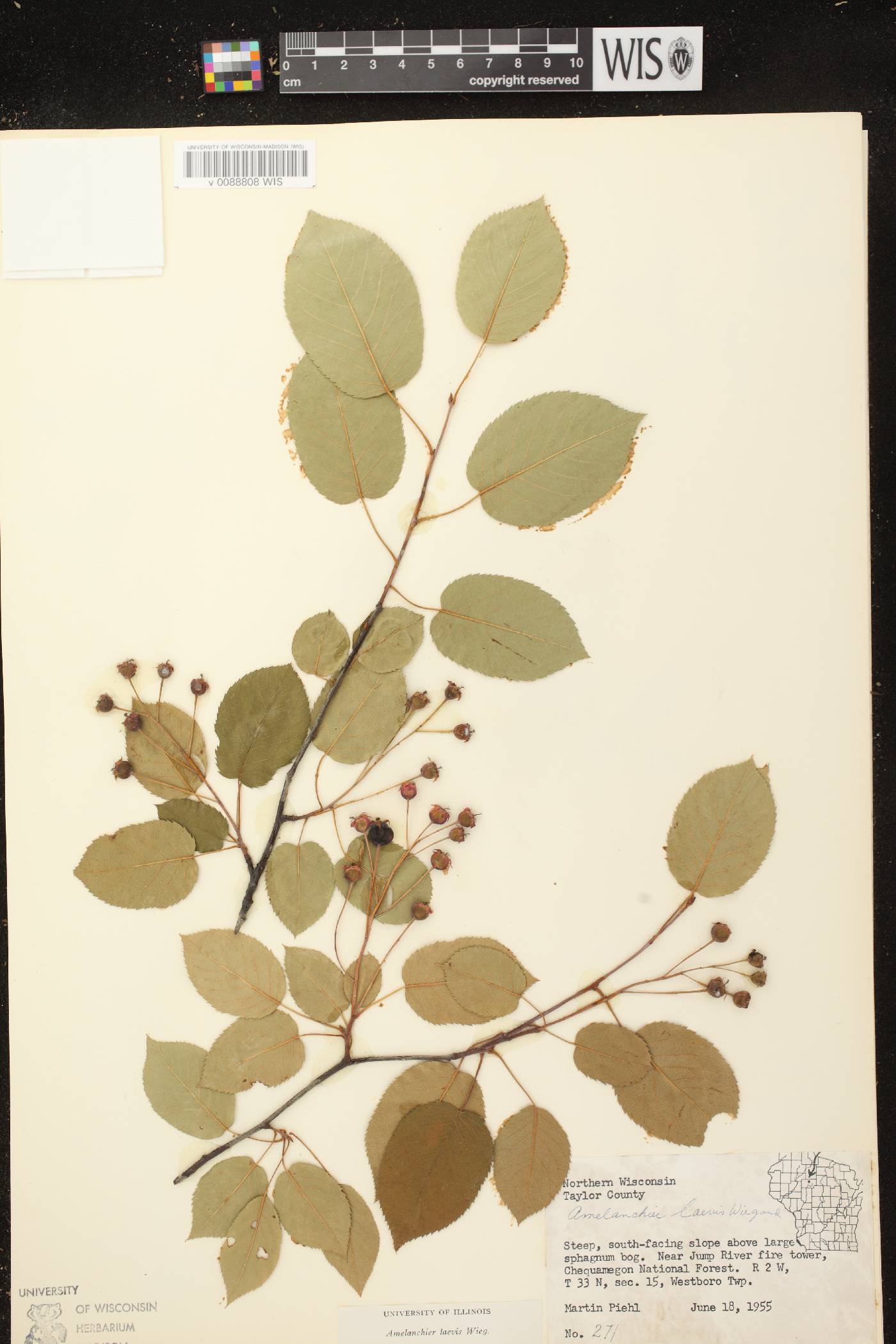 Amelanchier laevis image