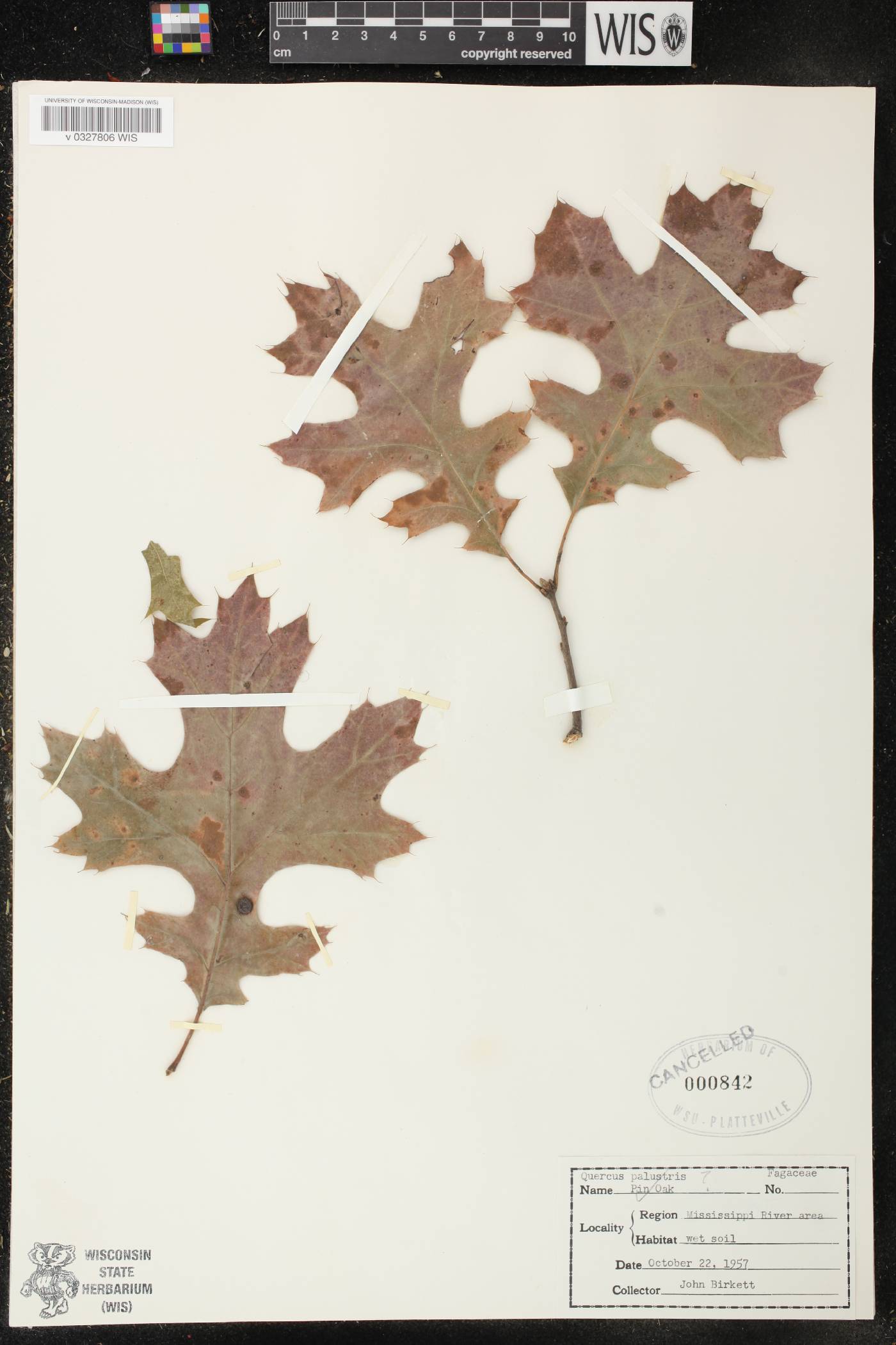 Quercus palustris image
