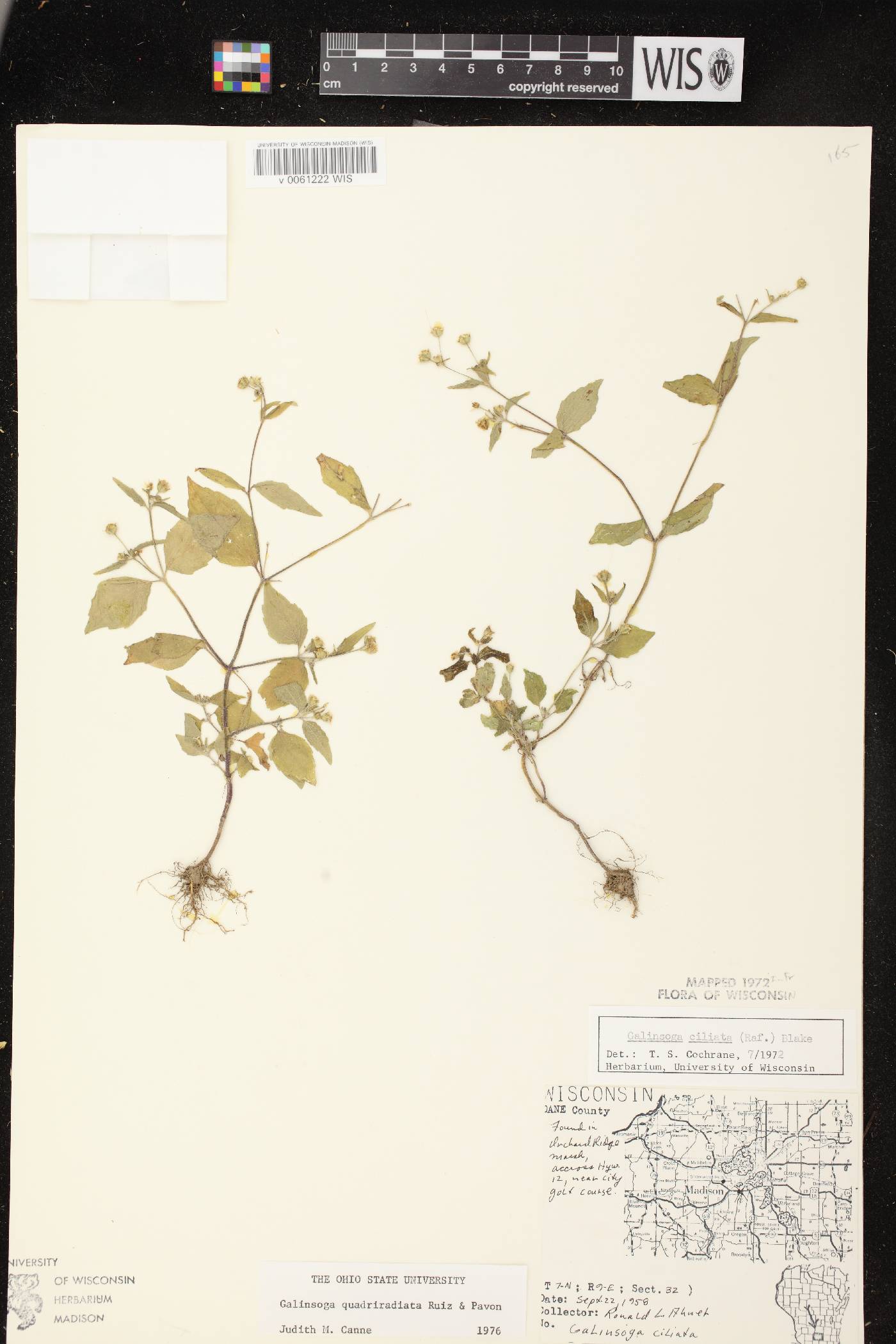 Galinsoga quadriradiata image