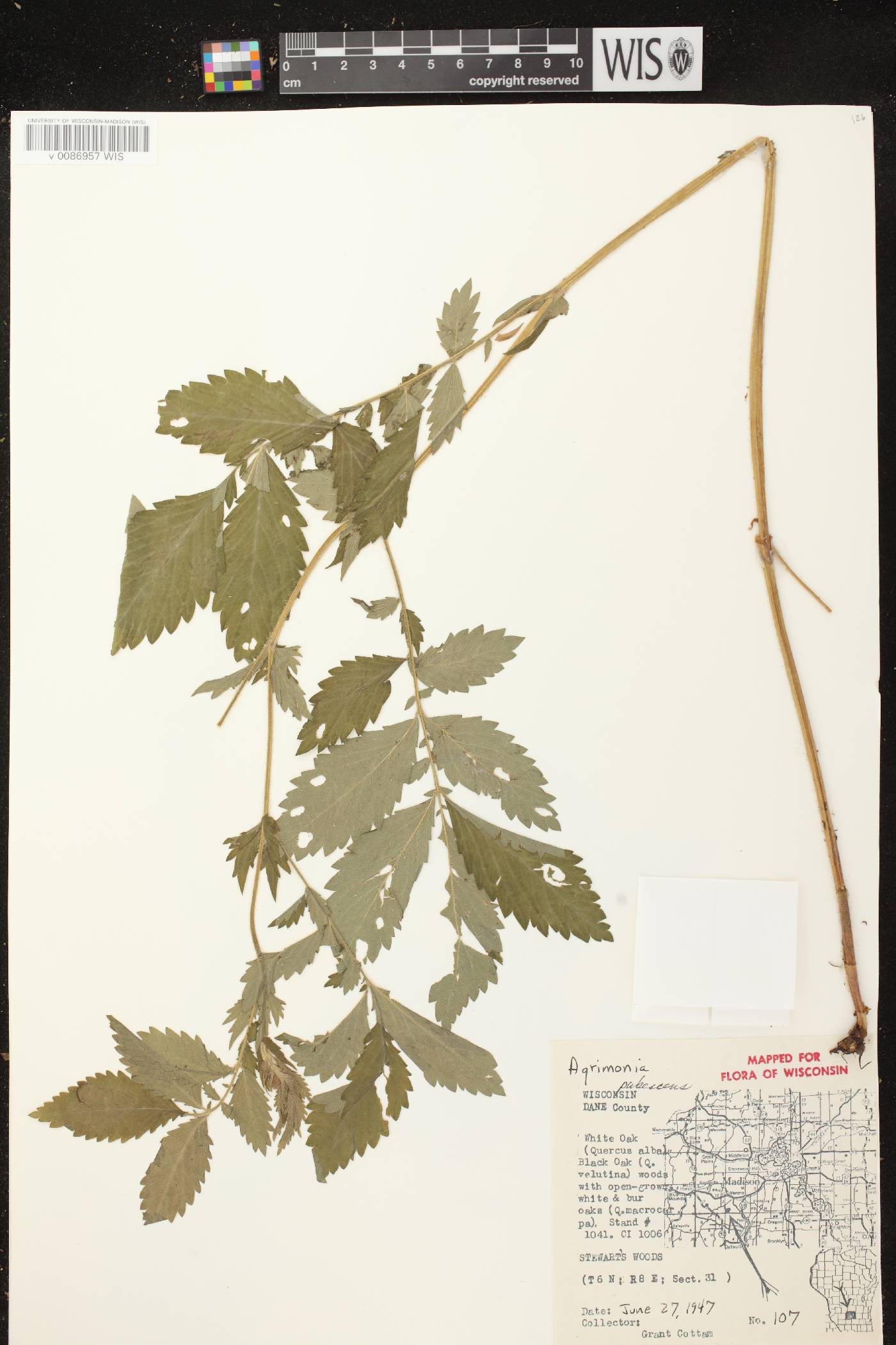 Agrimonia pubescens image