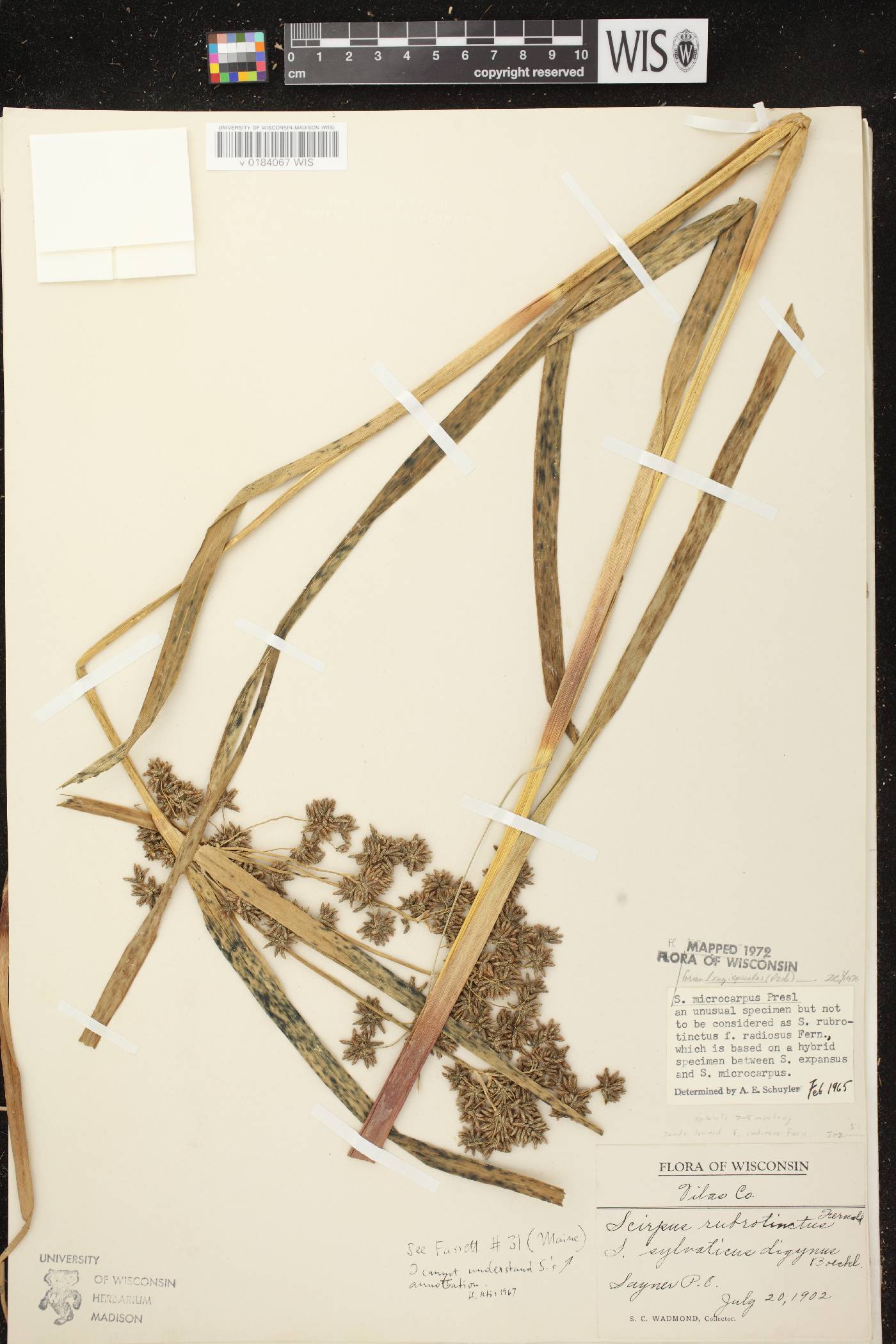Scirpus microcarpus image