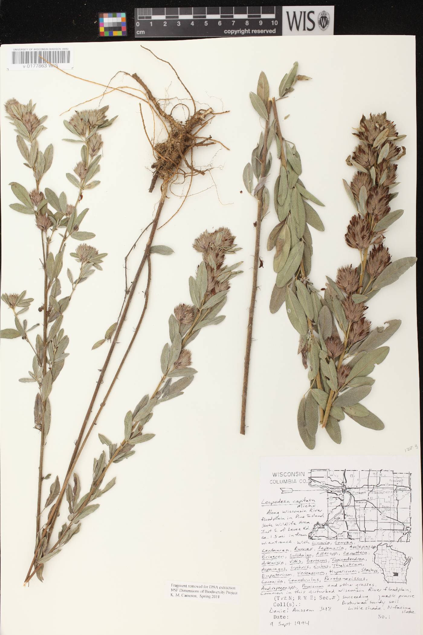 Lespedeza capitata image