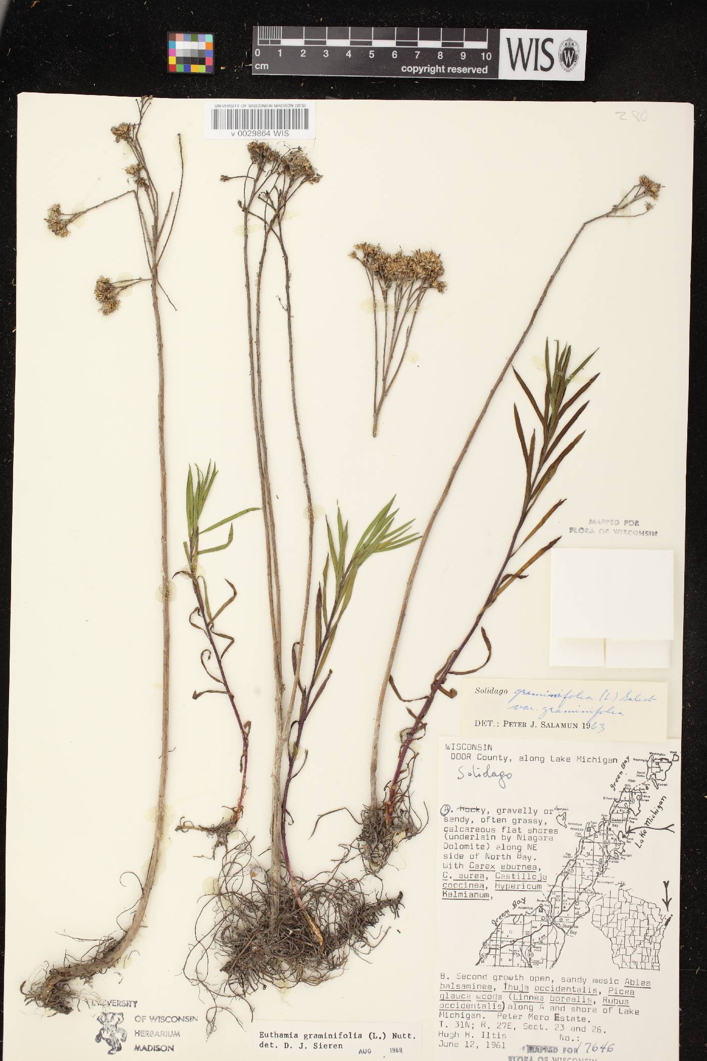 Euthamia graminifolia image