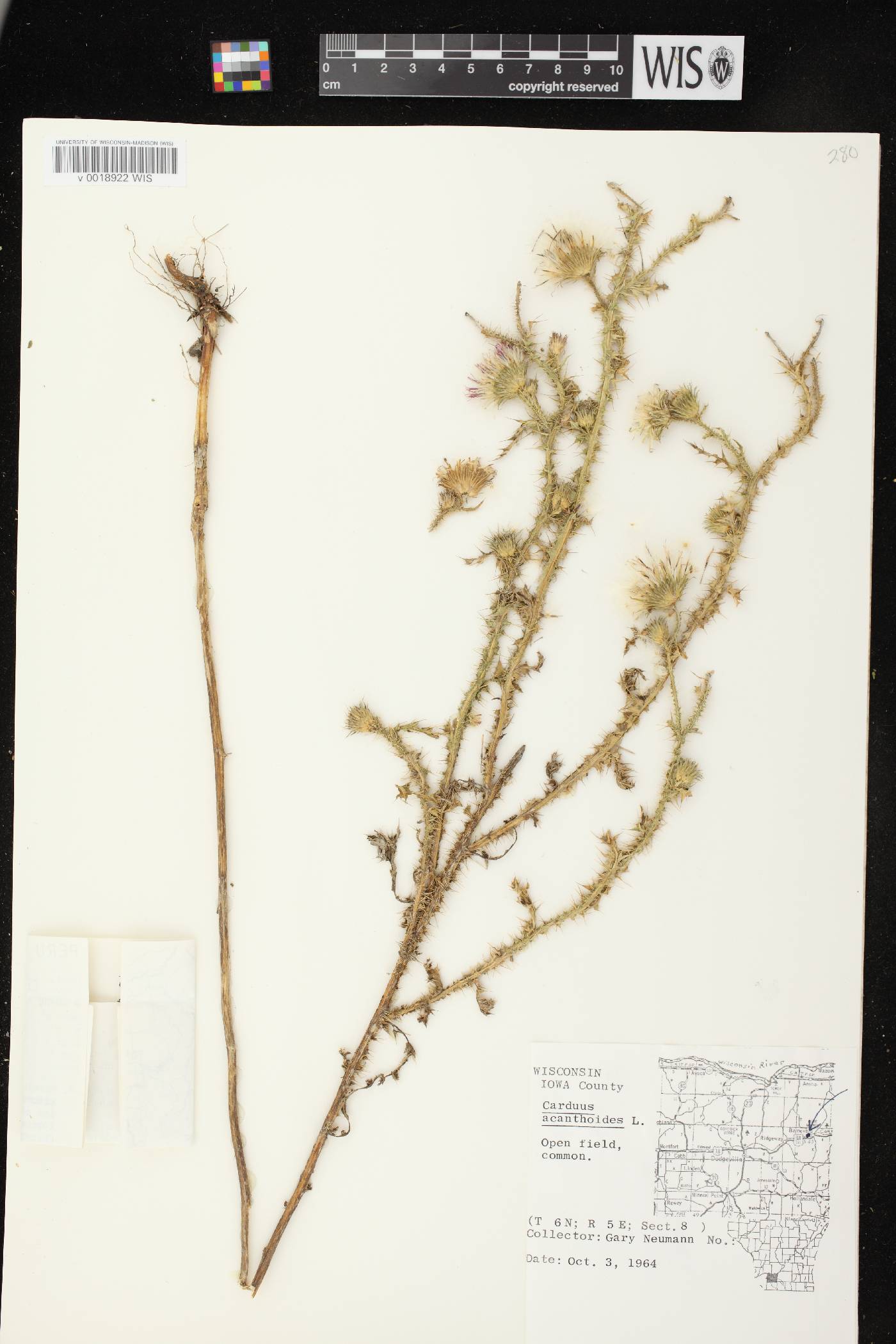 Carduus acanthoides subsp. acanthoides image