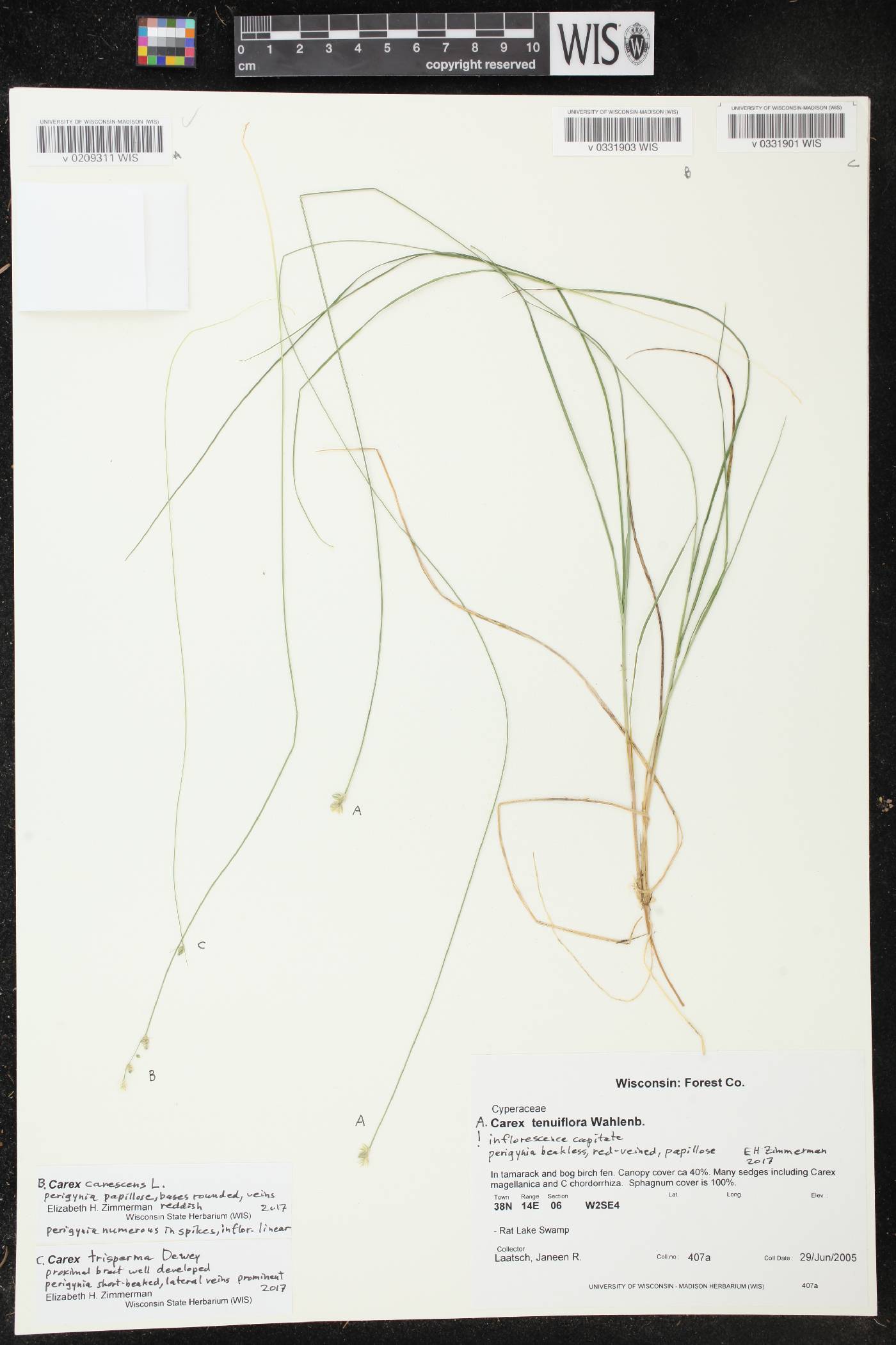 Carex canescens image