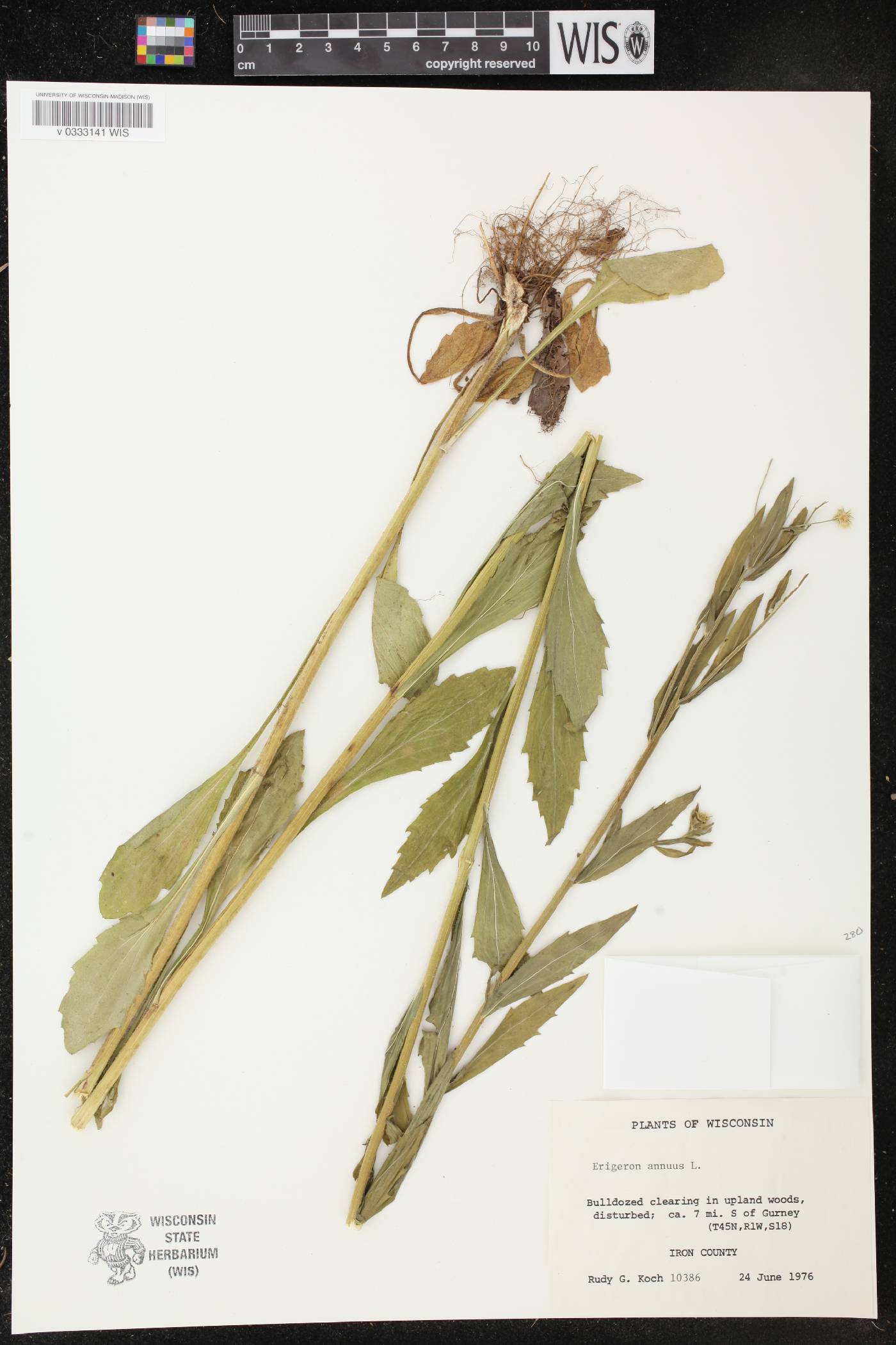 Erigeron annuus image