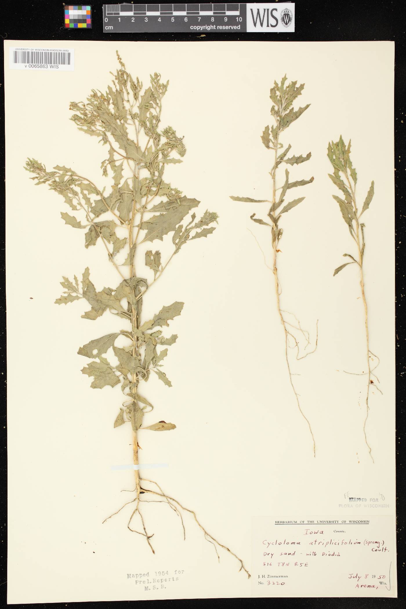 Cycloloma atriplicifolium image