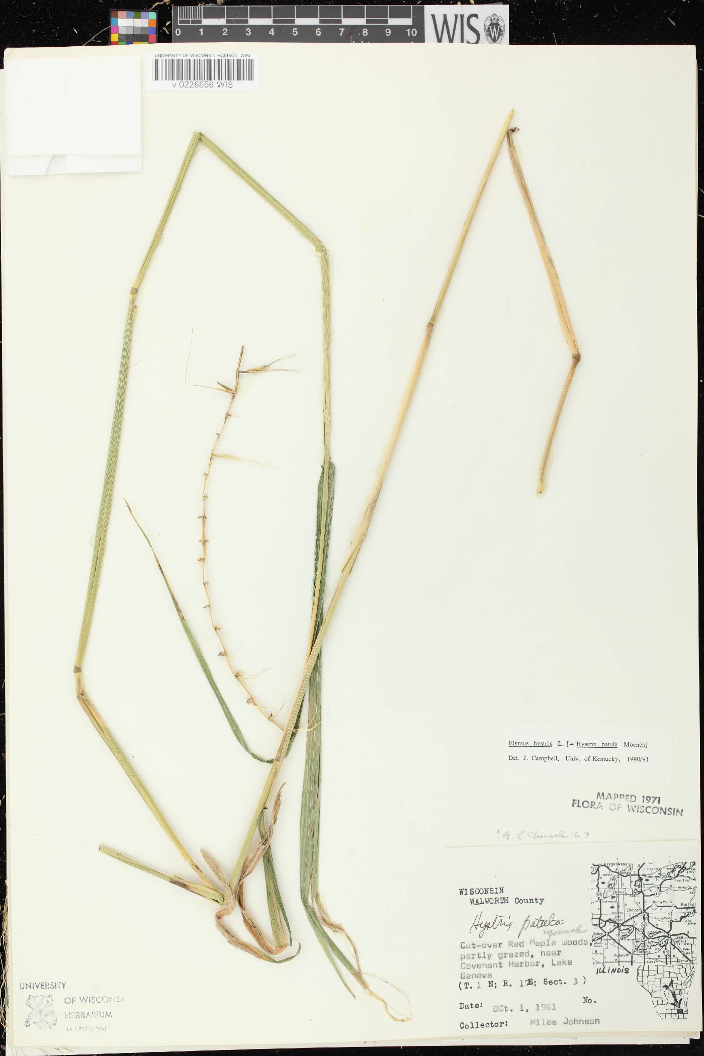 Elymus hystrix var. hystrix image