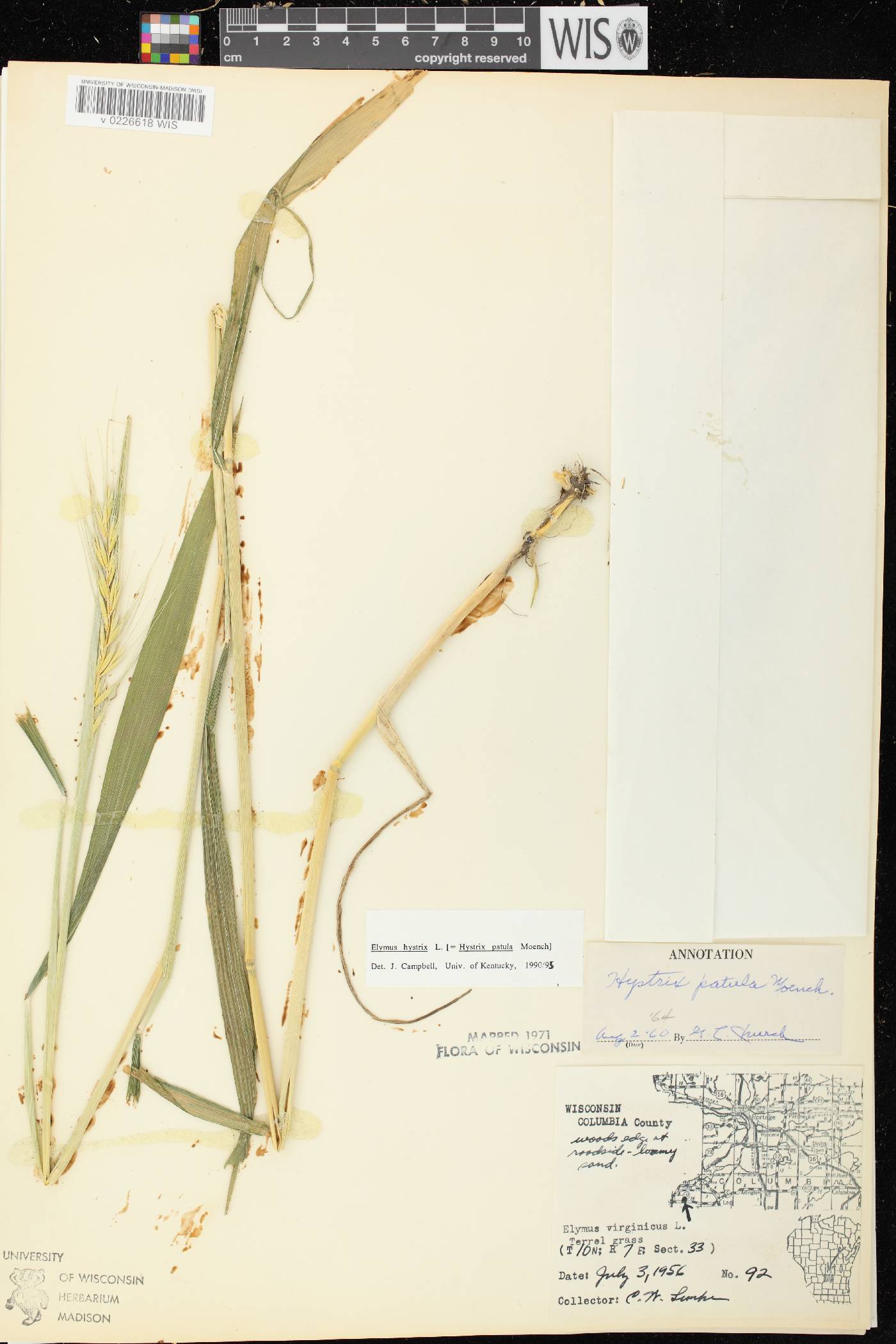 Elymus hystrix var. hystrix image