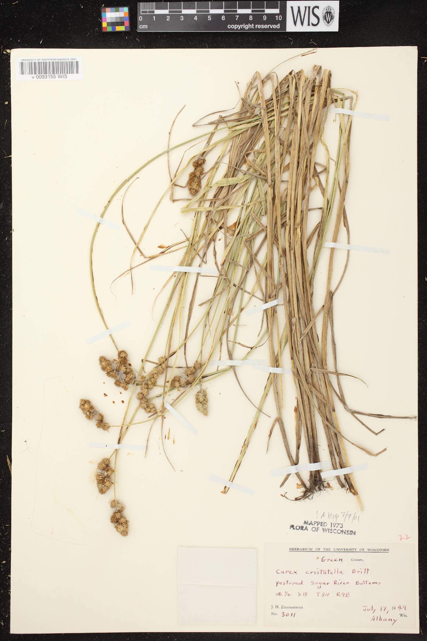 Carex cristatella image