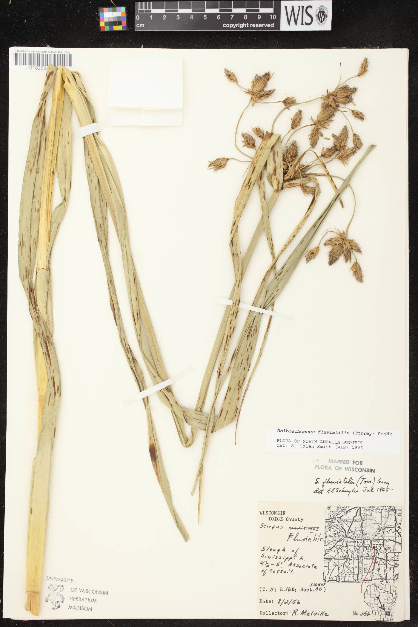 Bolboschoenus fluviatilis image