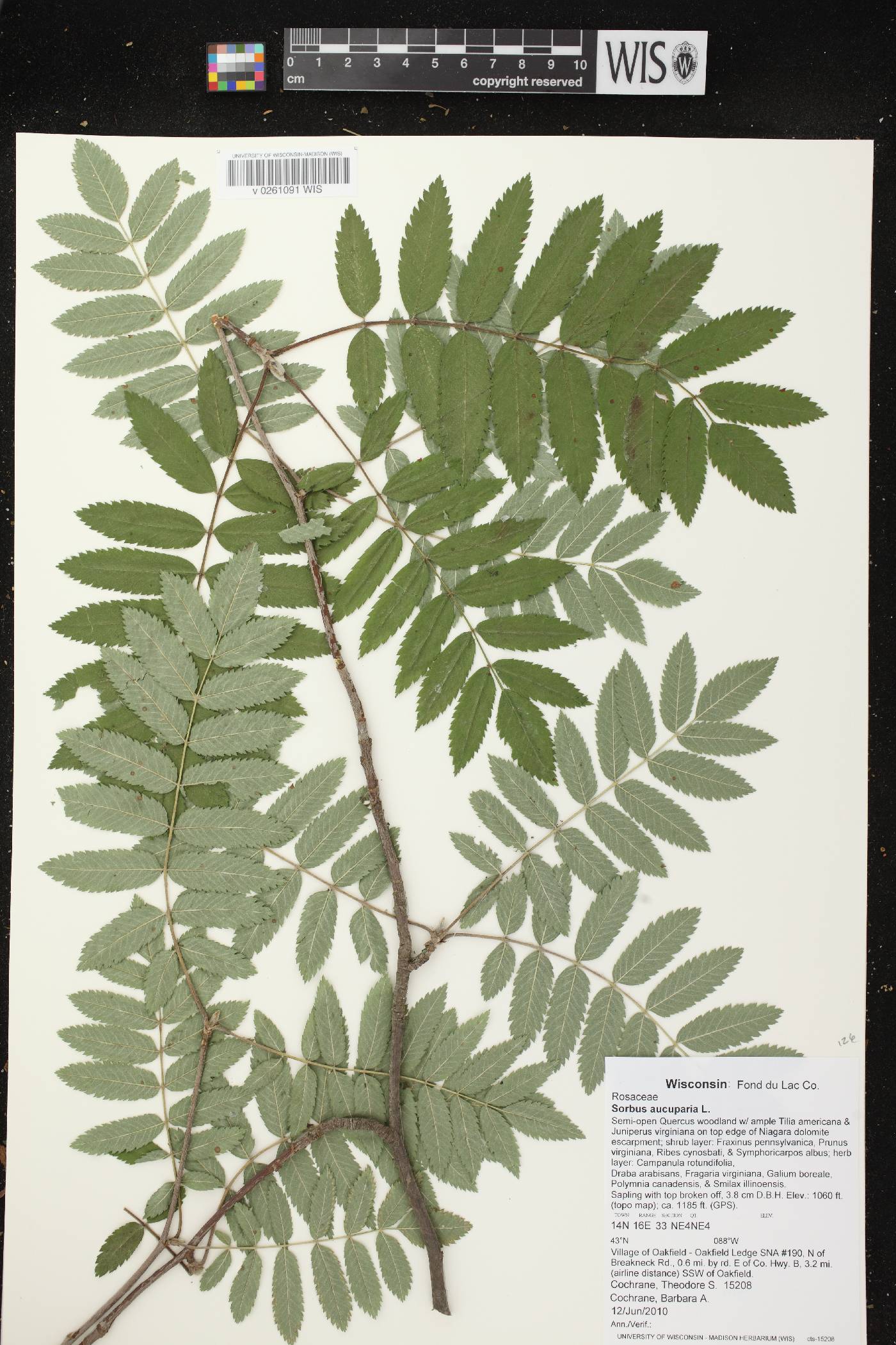 Sorbus aucuparia image