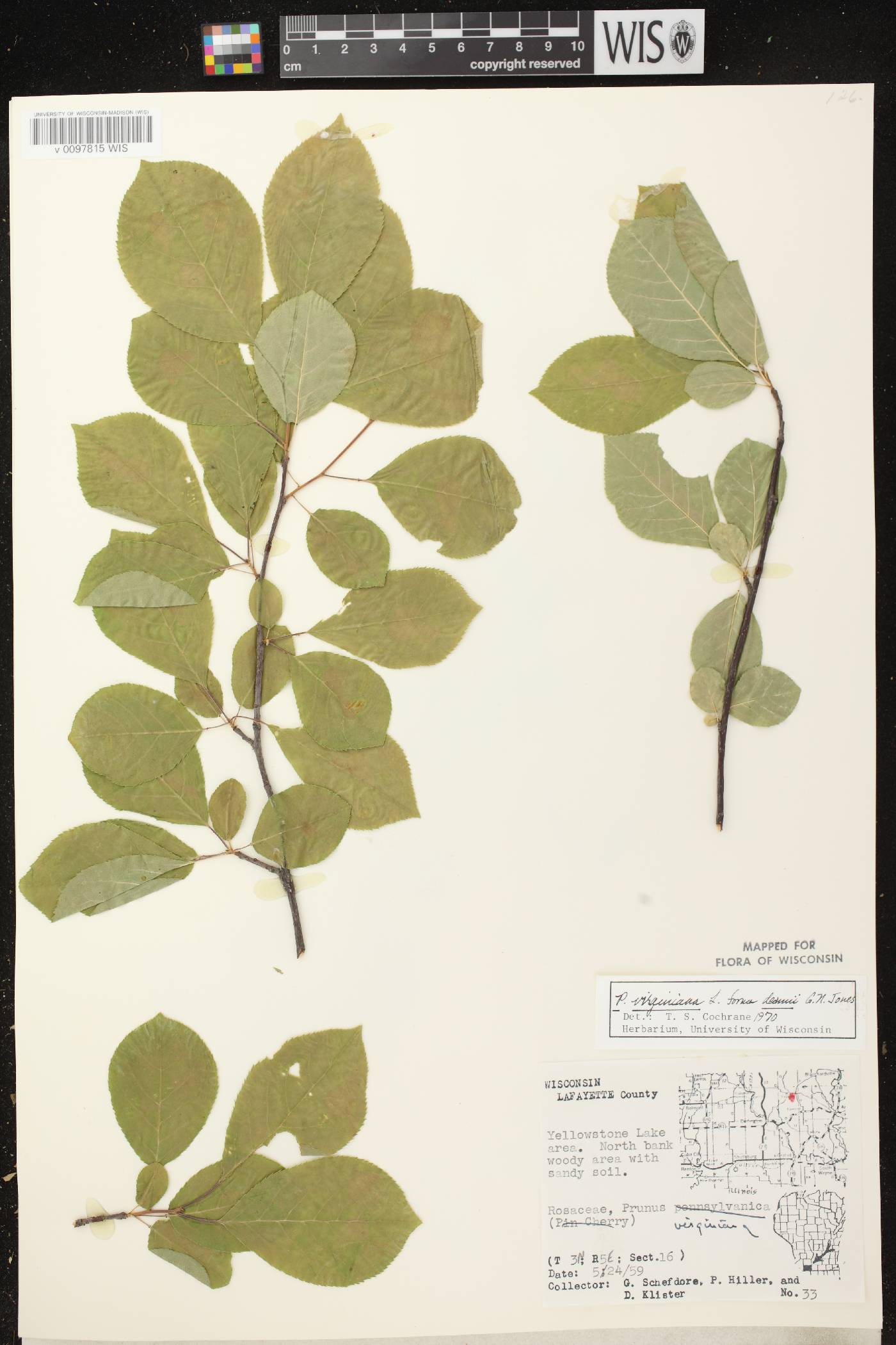 Prunus virginiana image
