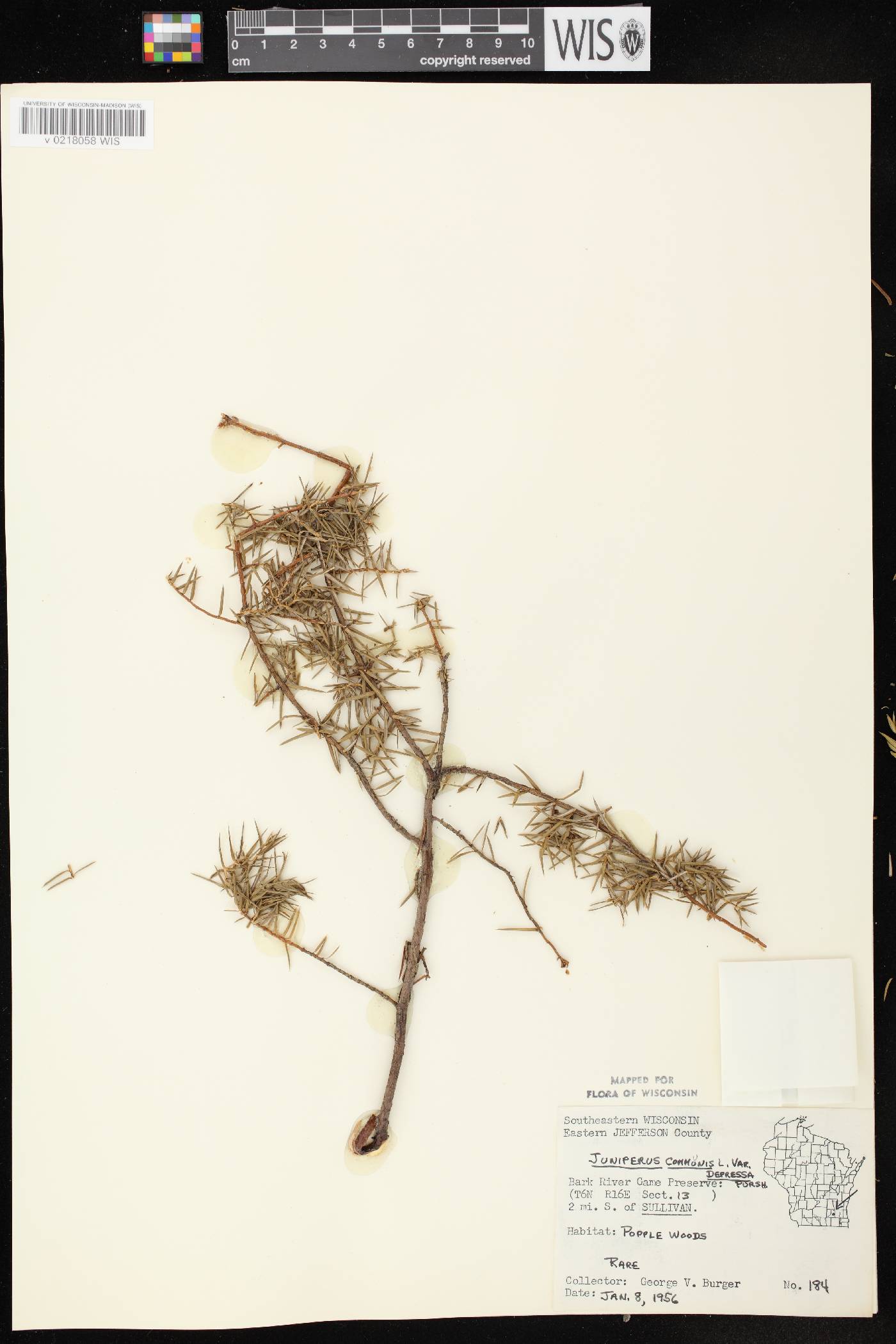 Juniperus communis image