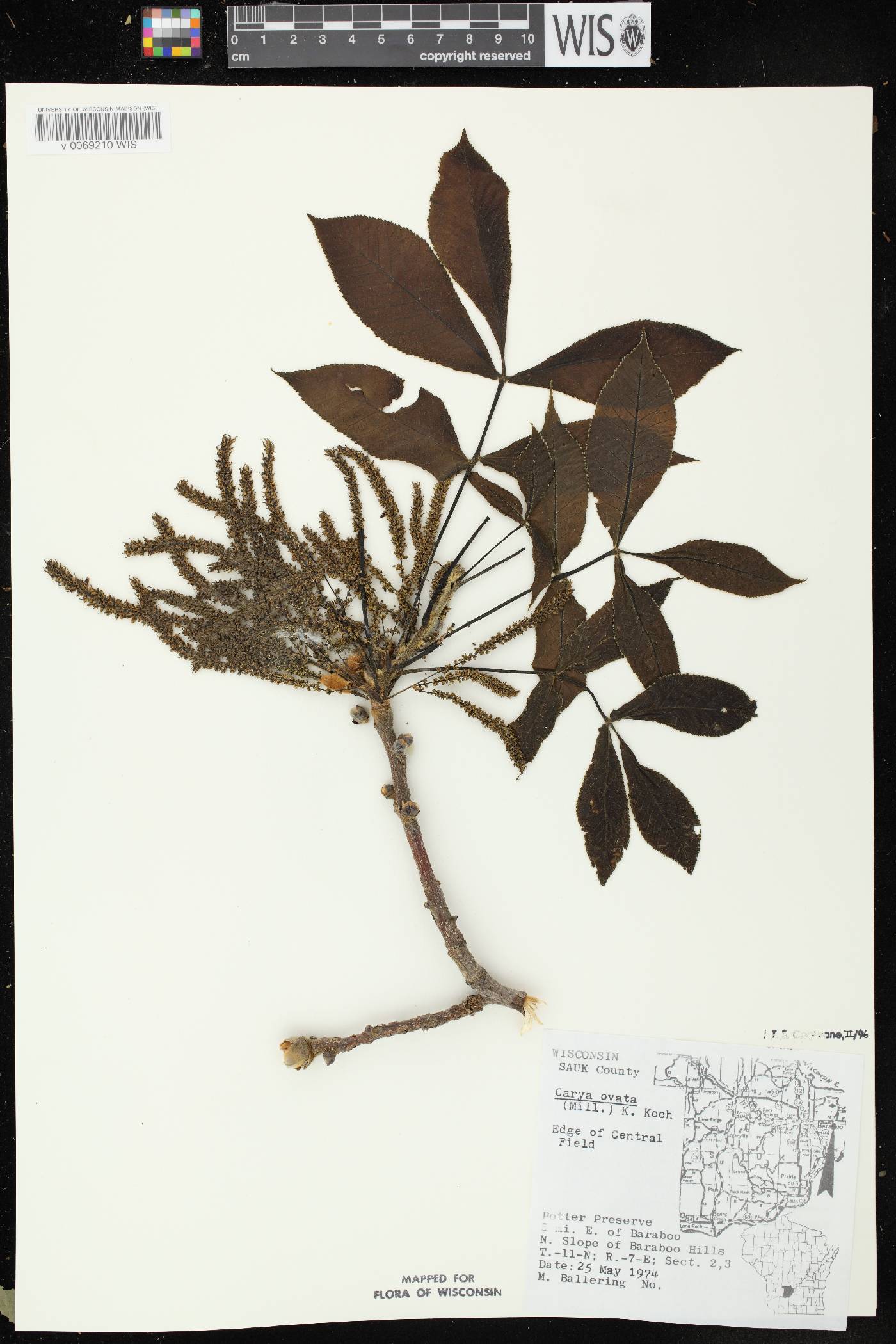 Carya ovata image