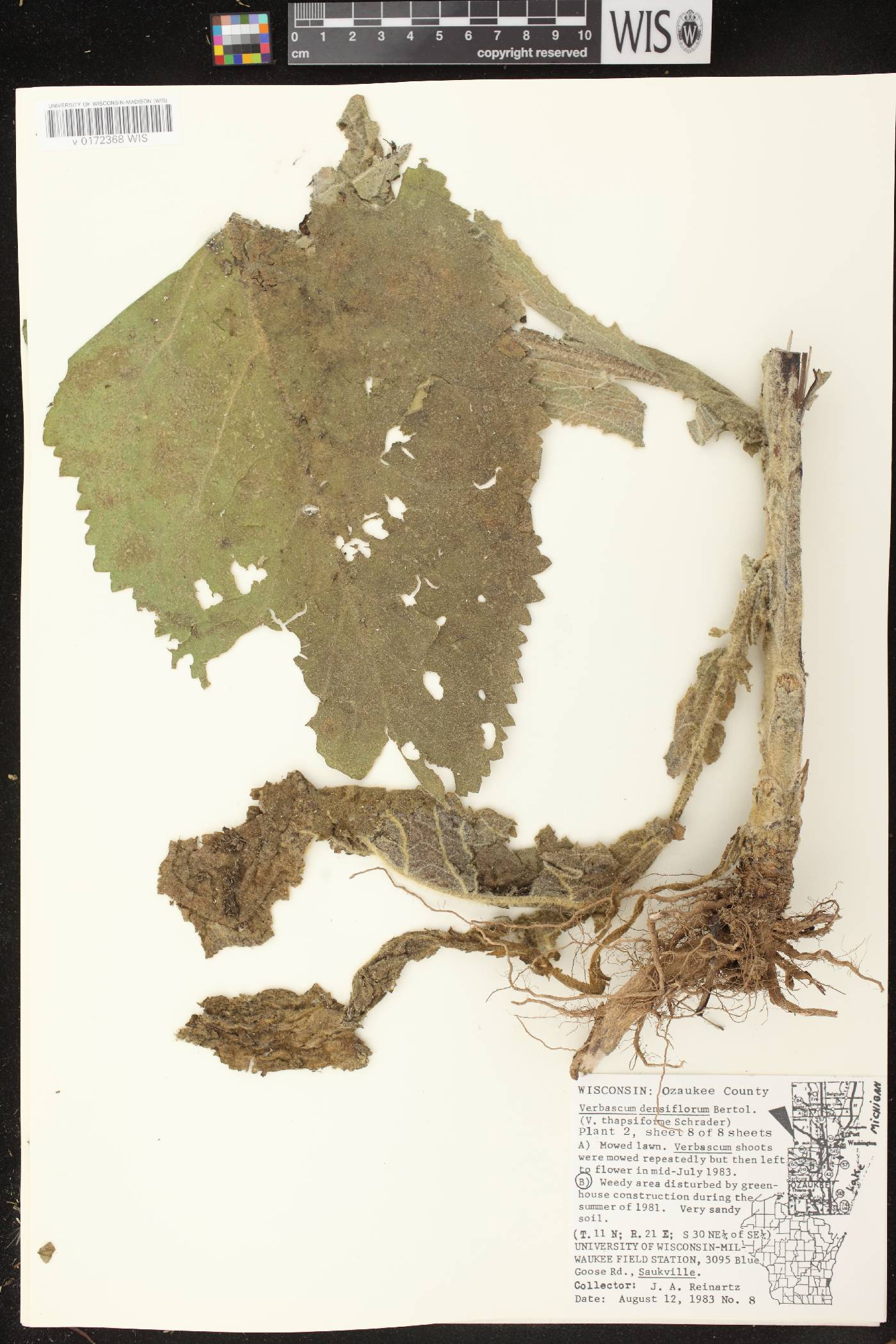 Verbascum densiflorum image