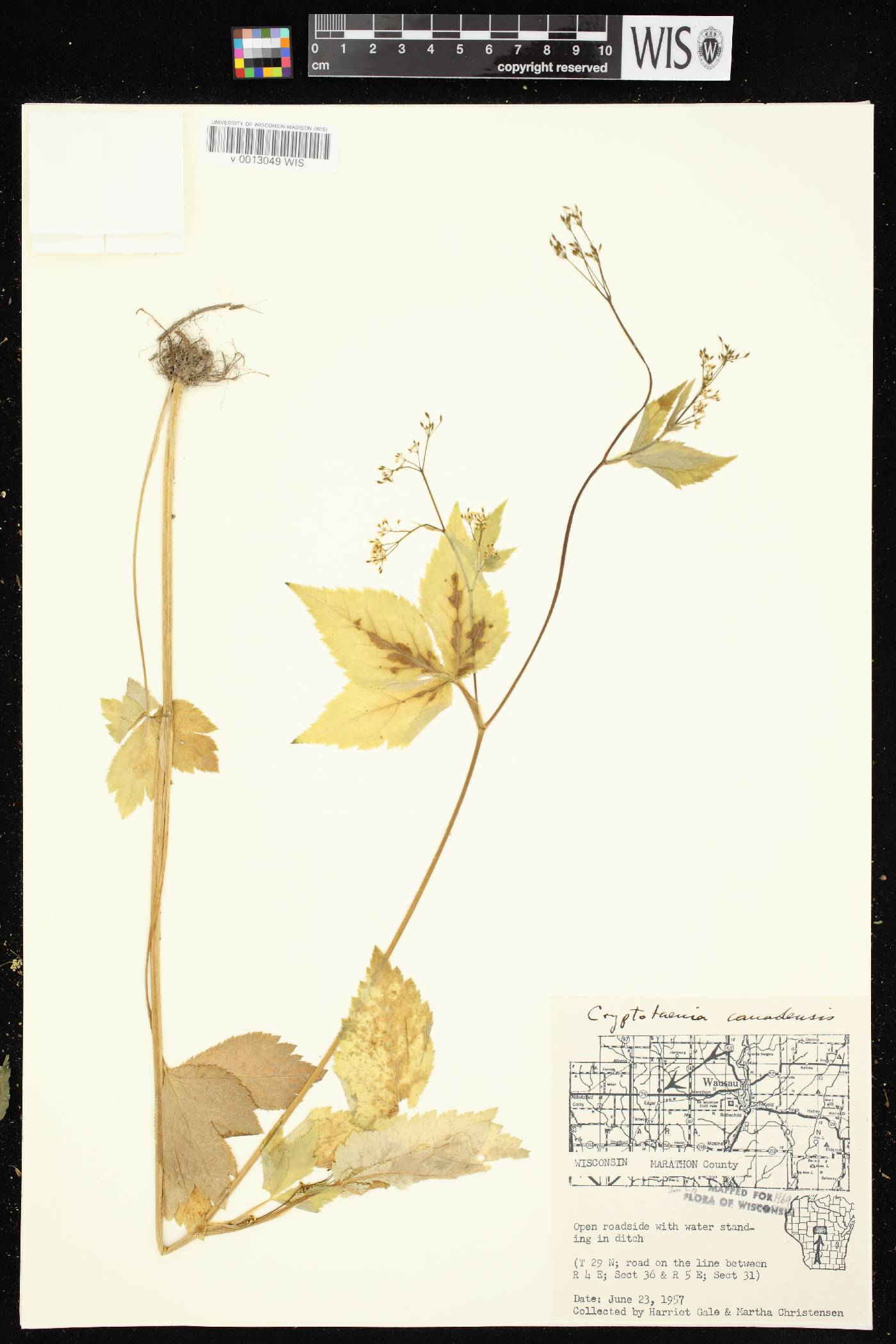 Cryptotaenia canadensis image