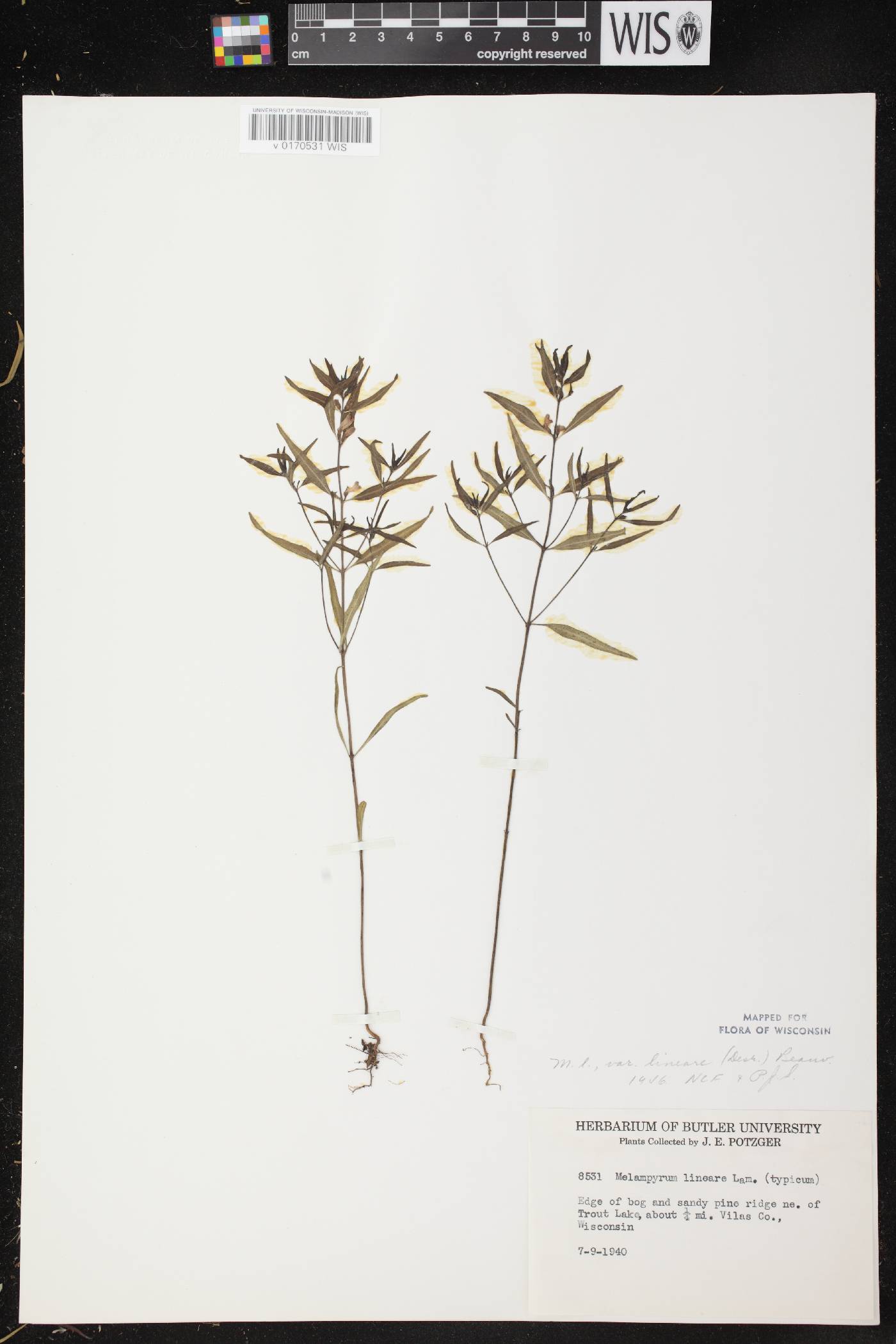 Melampyrum lineare image