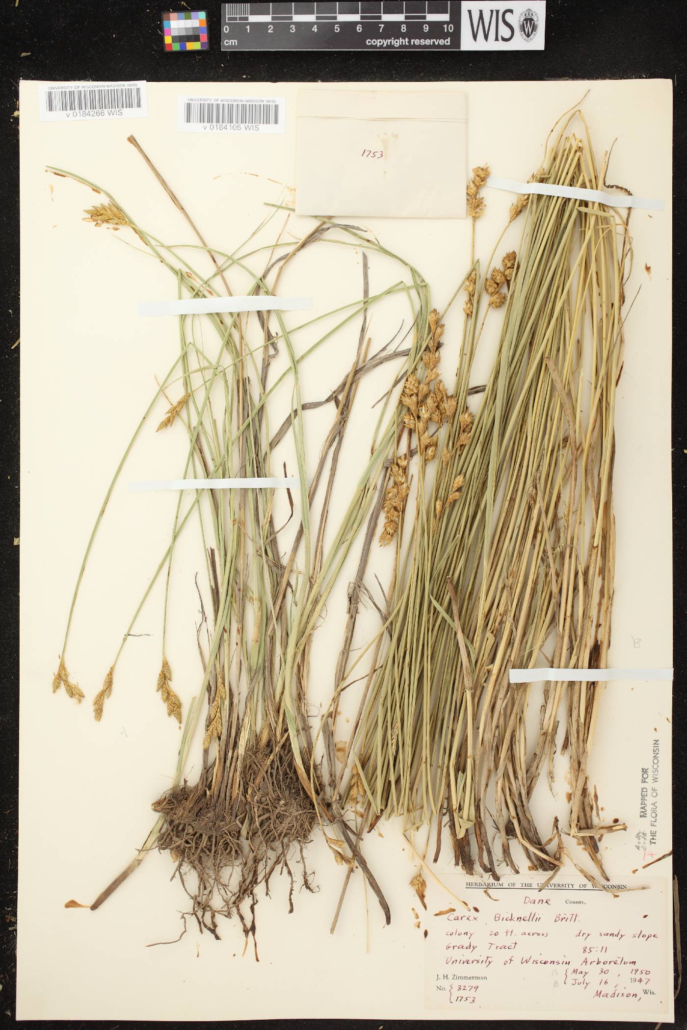 Carex bicknellii image