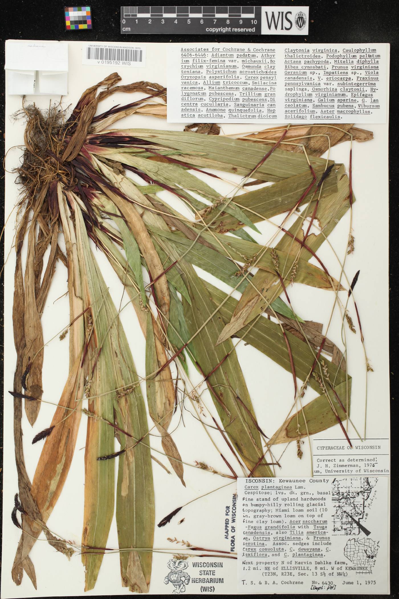 Carex plantaginea image