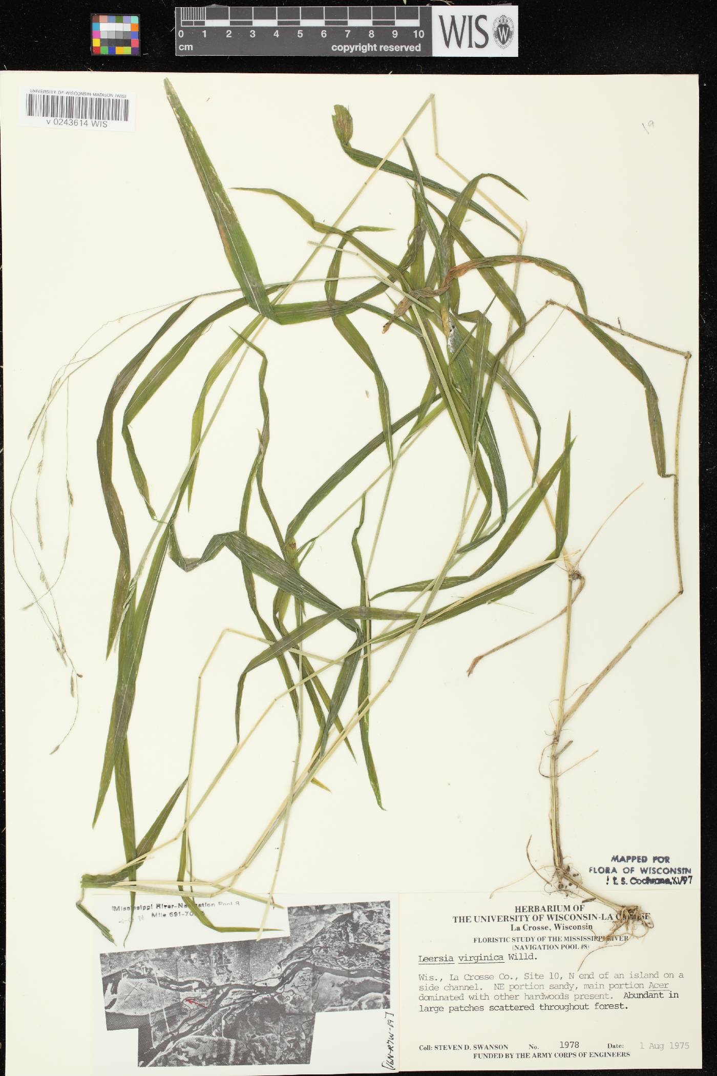 Leersia virginica image