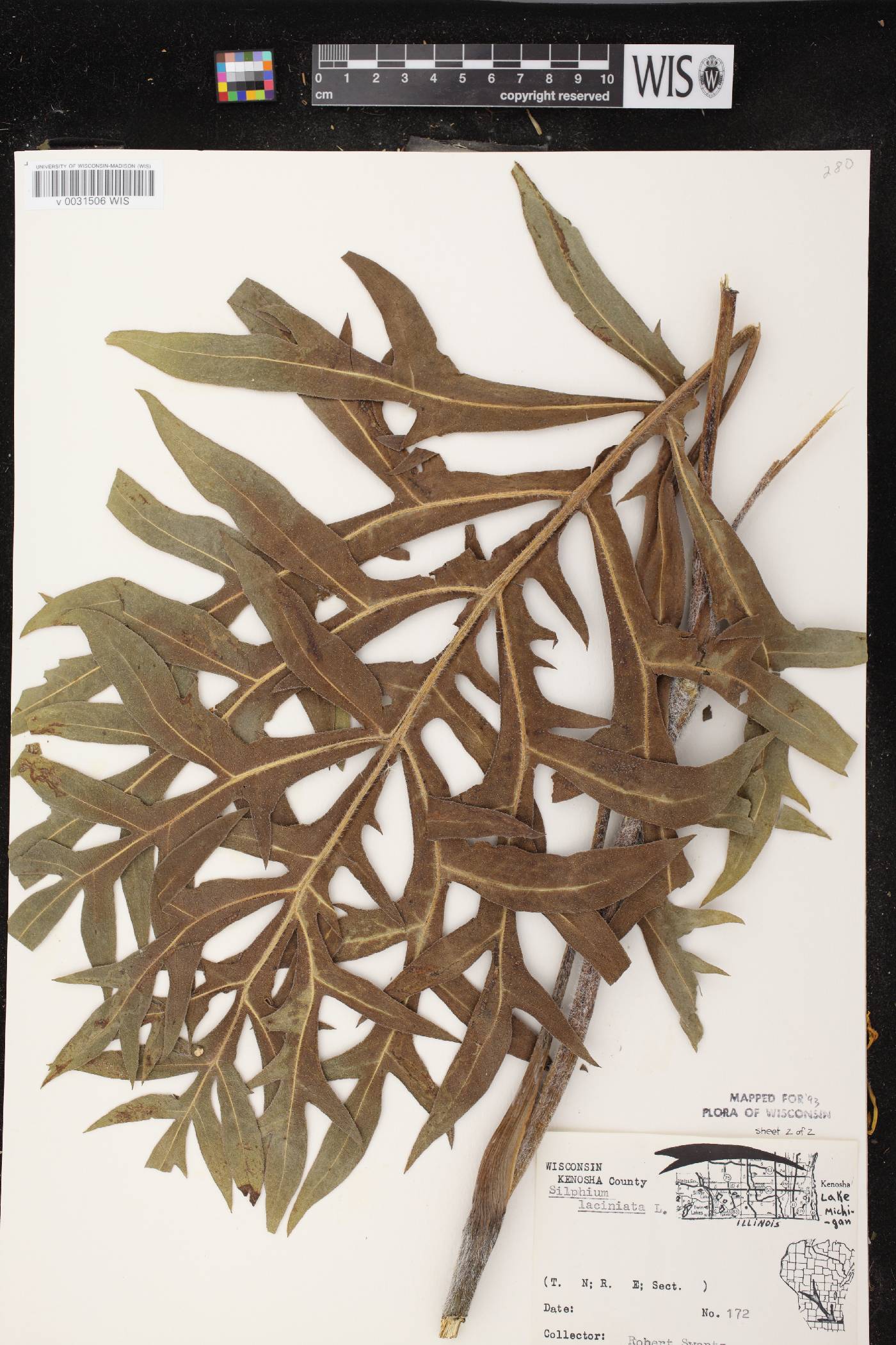 Silphium laciniatum image