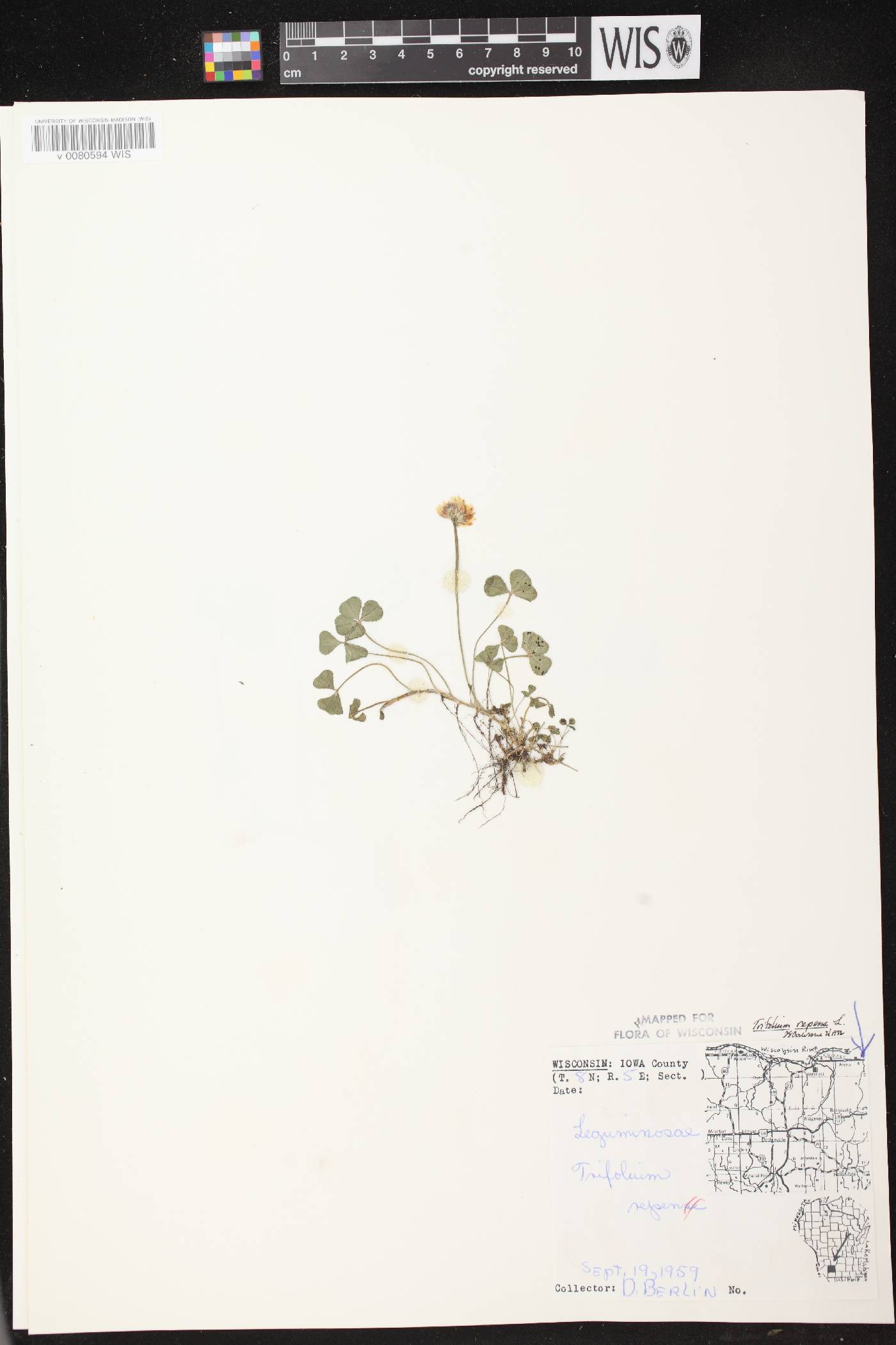 Trifolium repens image