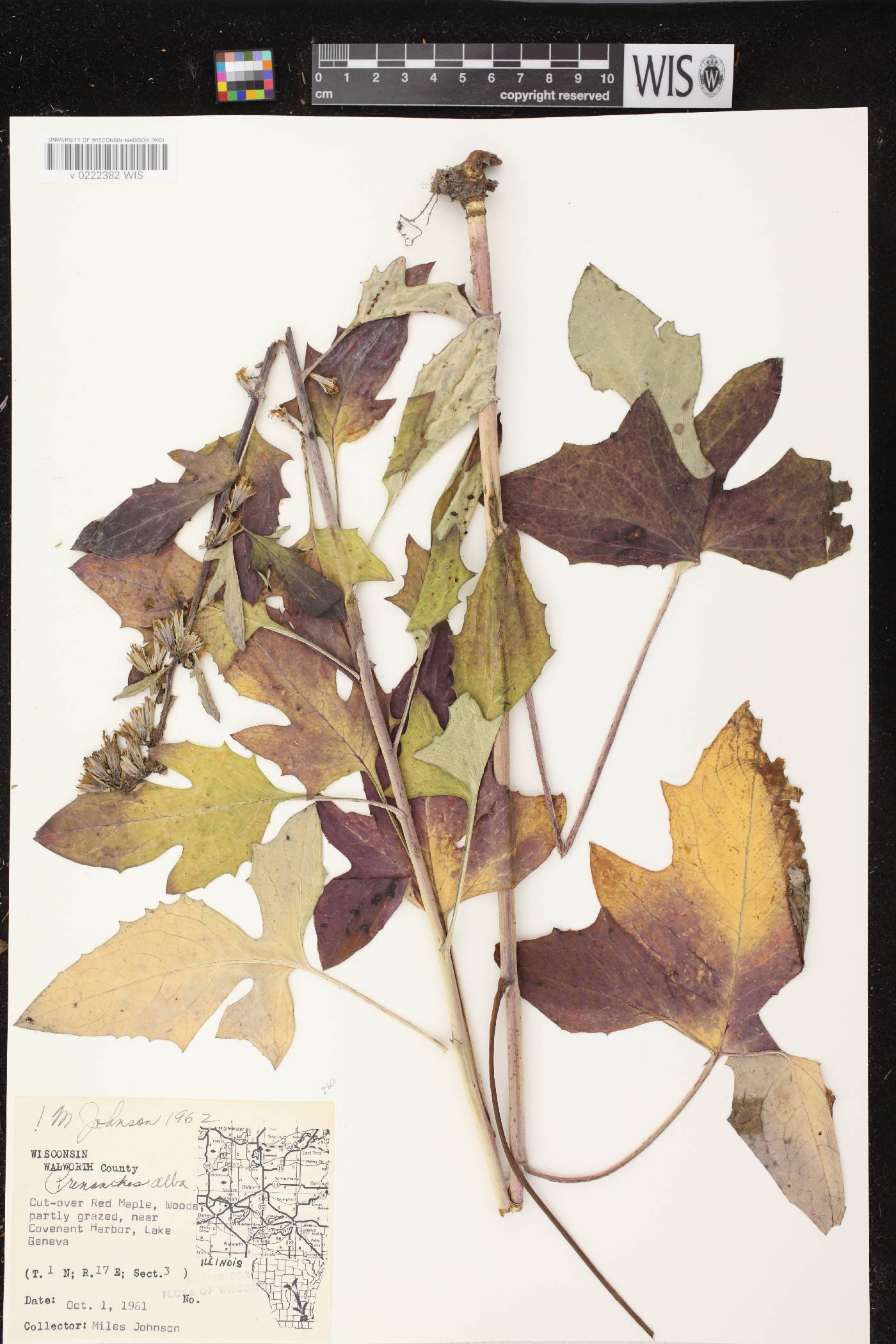 Prenanthes alba image