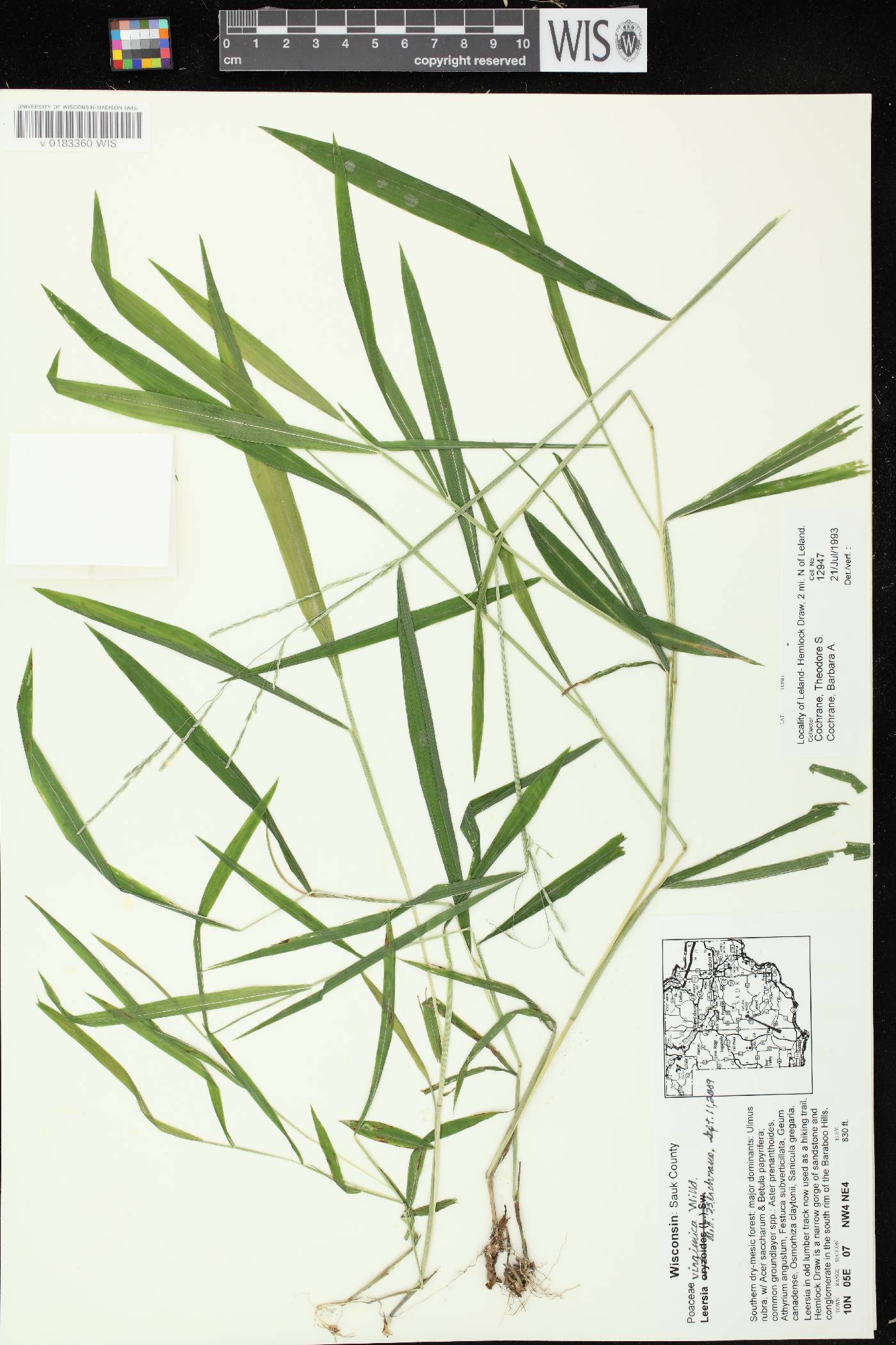 Leersia virginica image