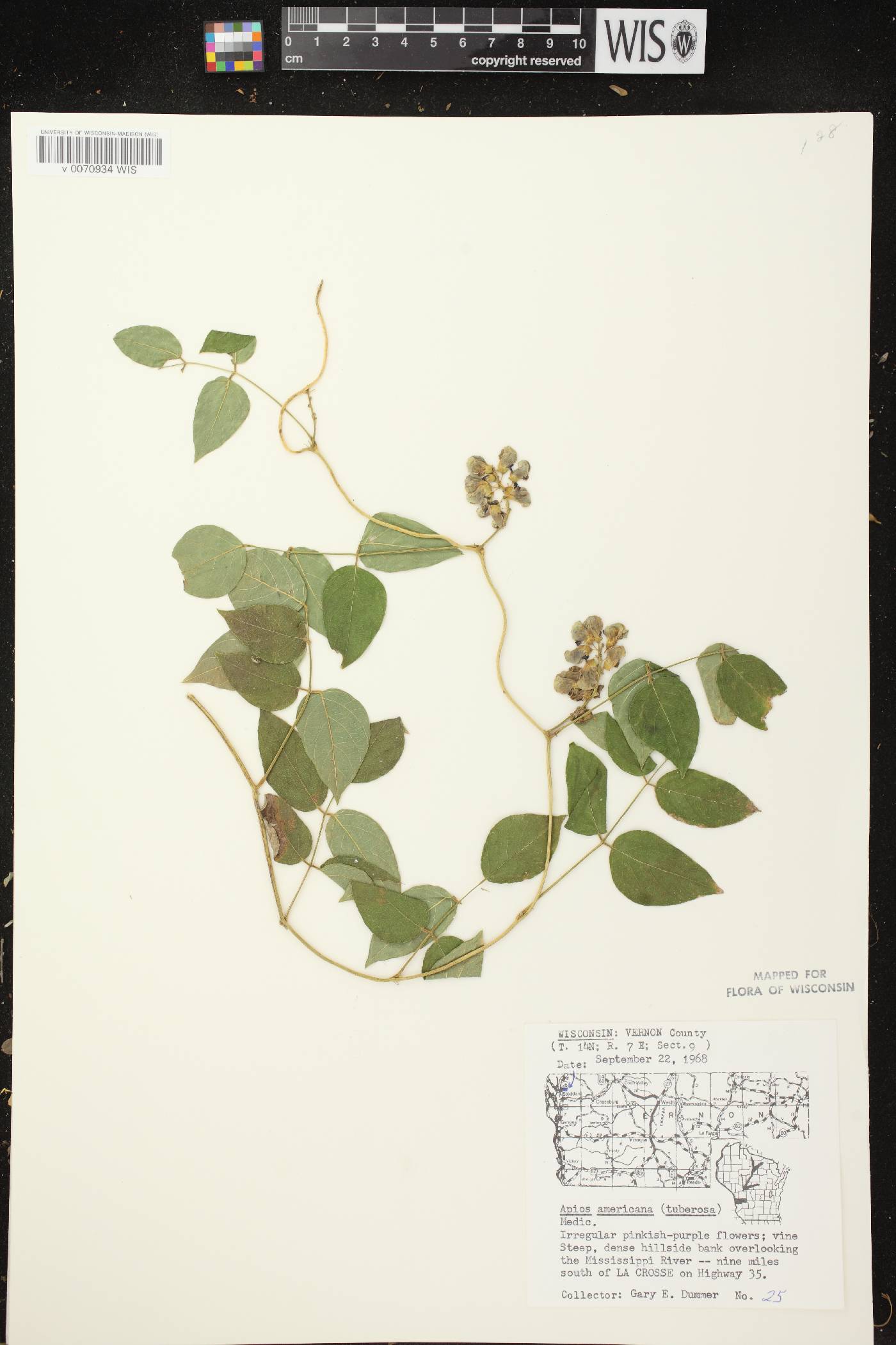 Apios americana image