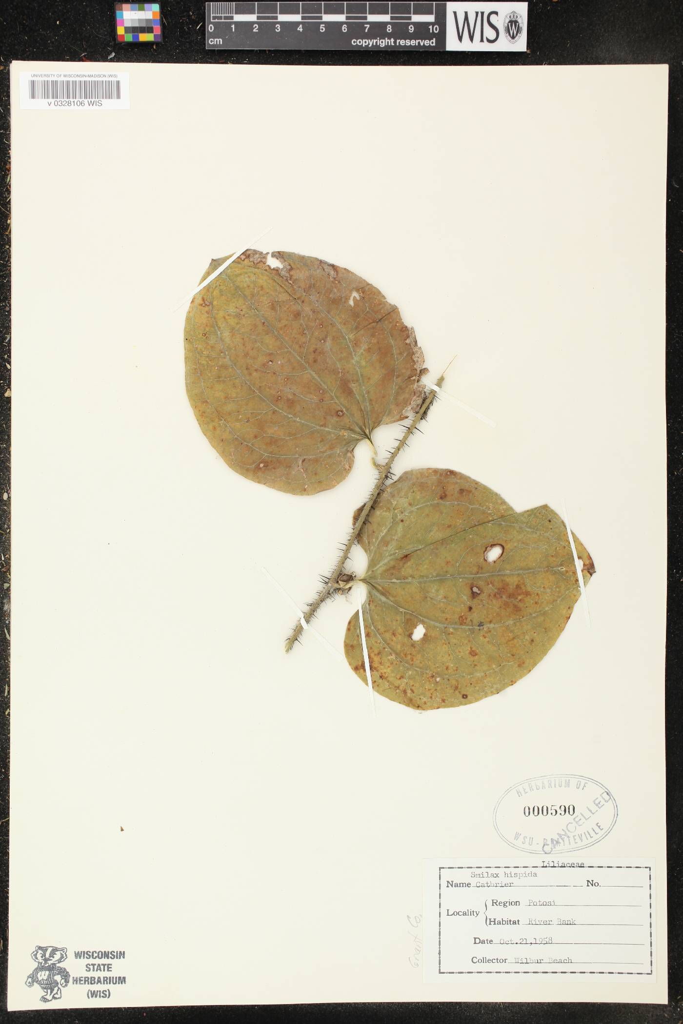 Smilax tamnoides image