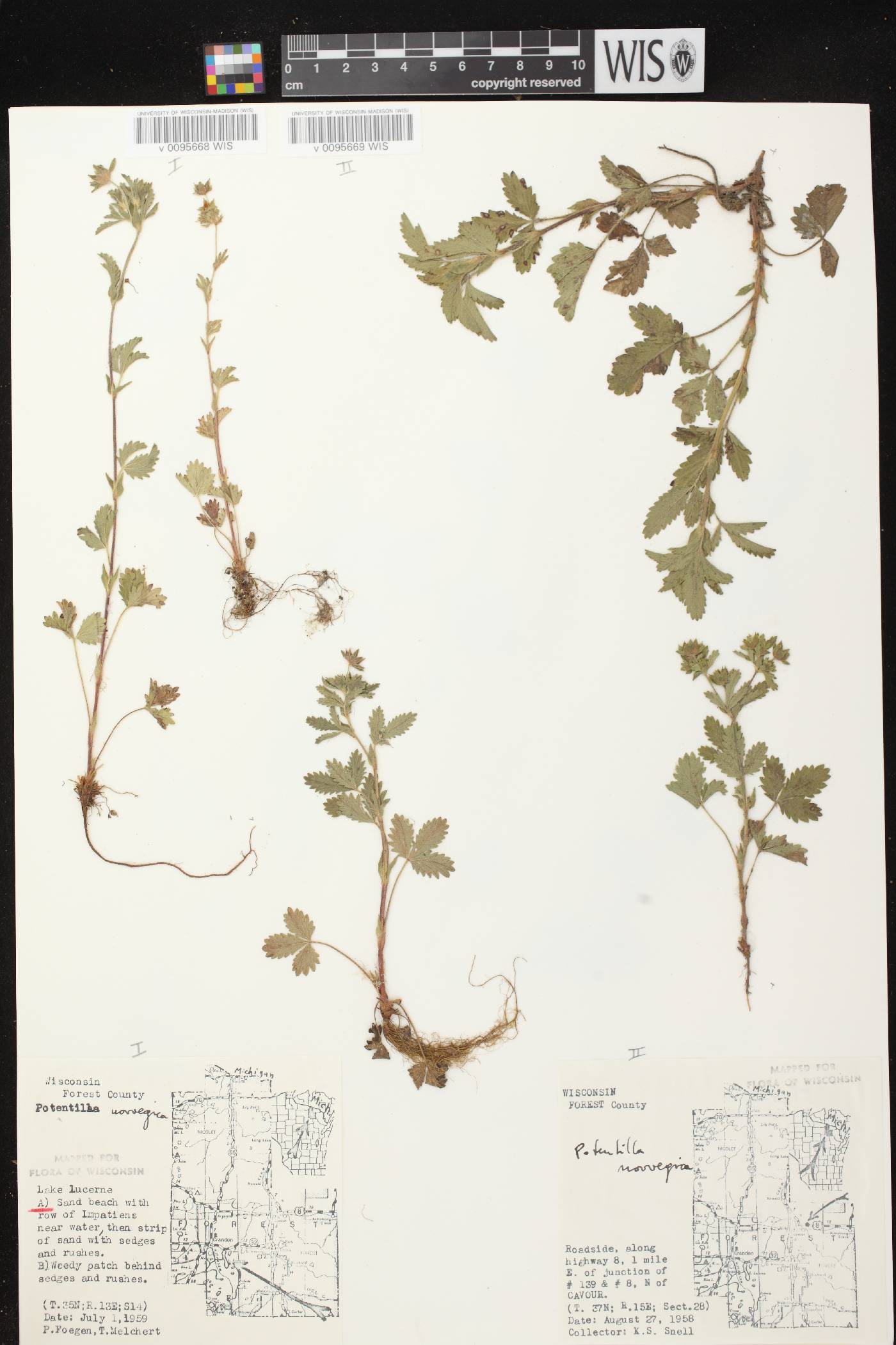 Potentilla norvegica image