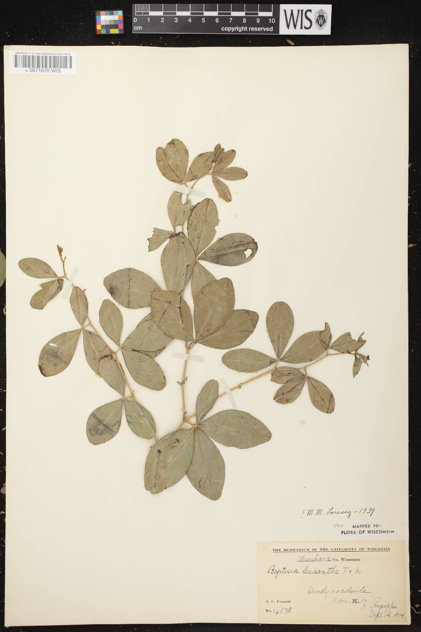 Baptisia lactea image