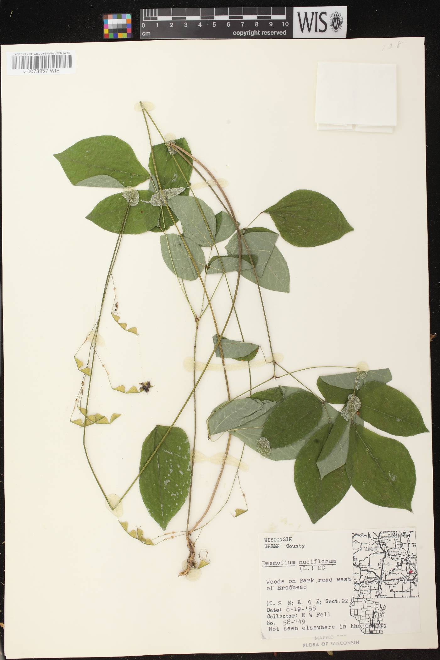 Hylodesmum nudiflorum image