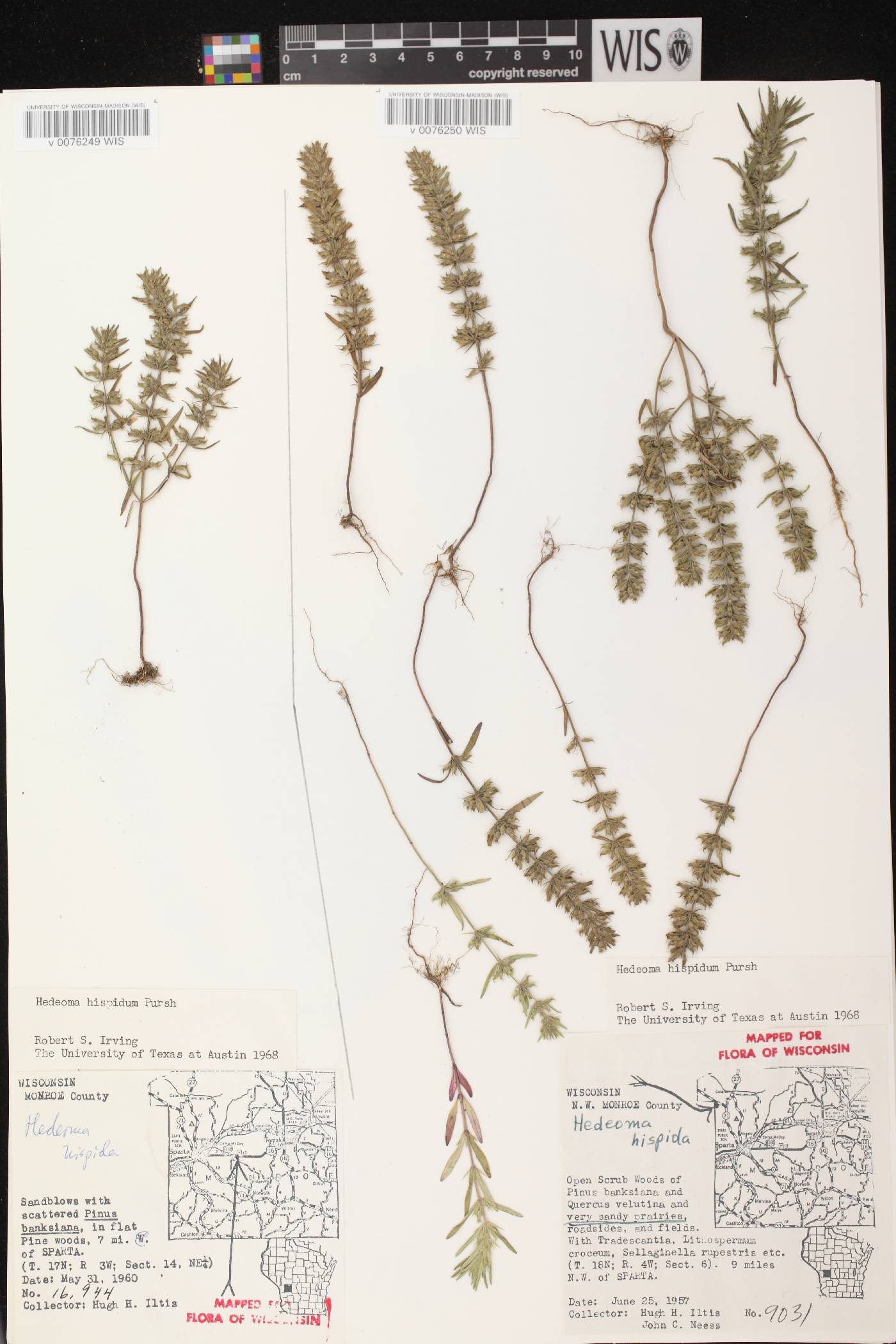 Hedeoma hispida image
