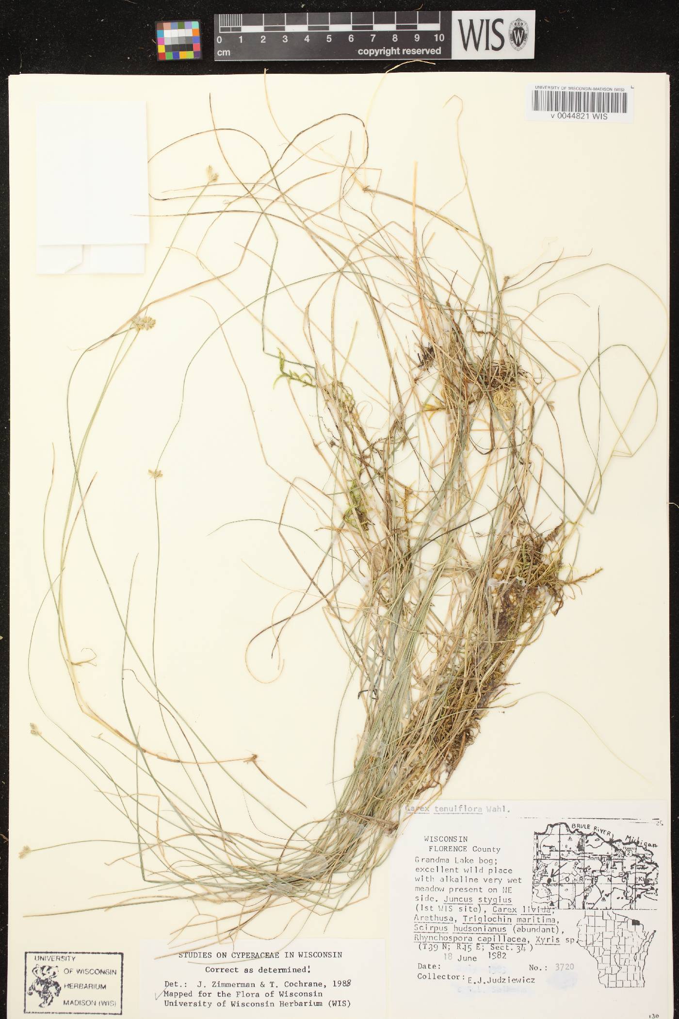 Carex tenuiflora image
