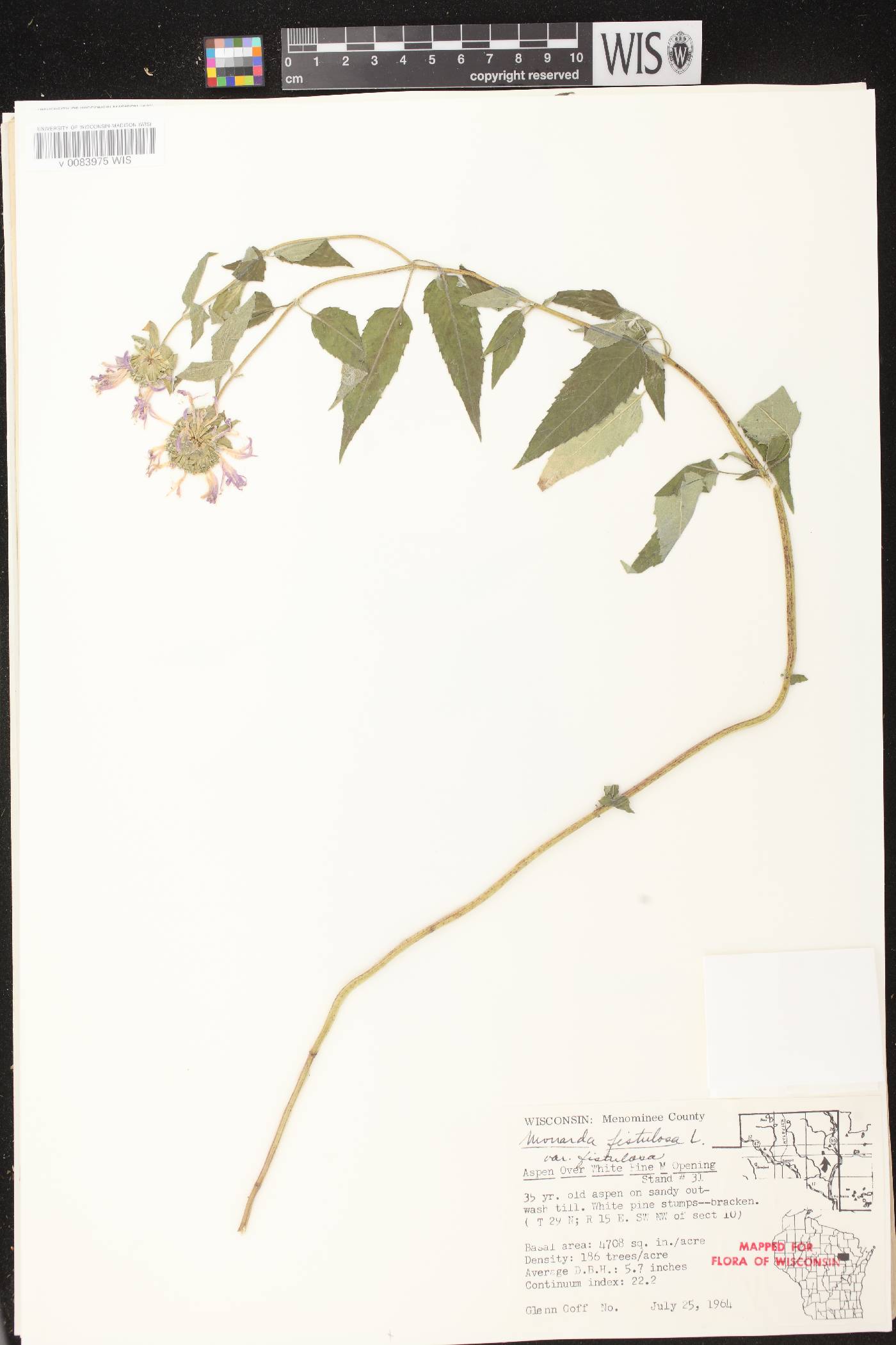 Monarda fistulosa image