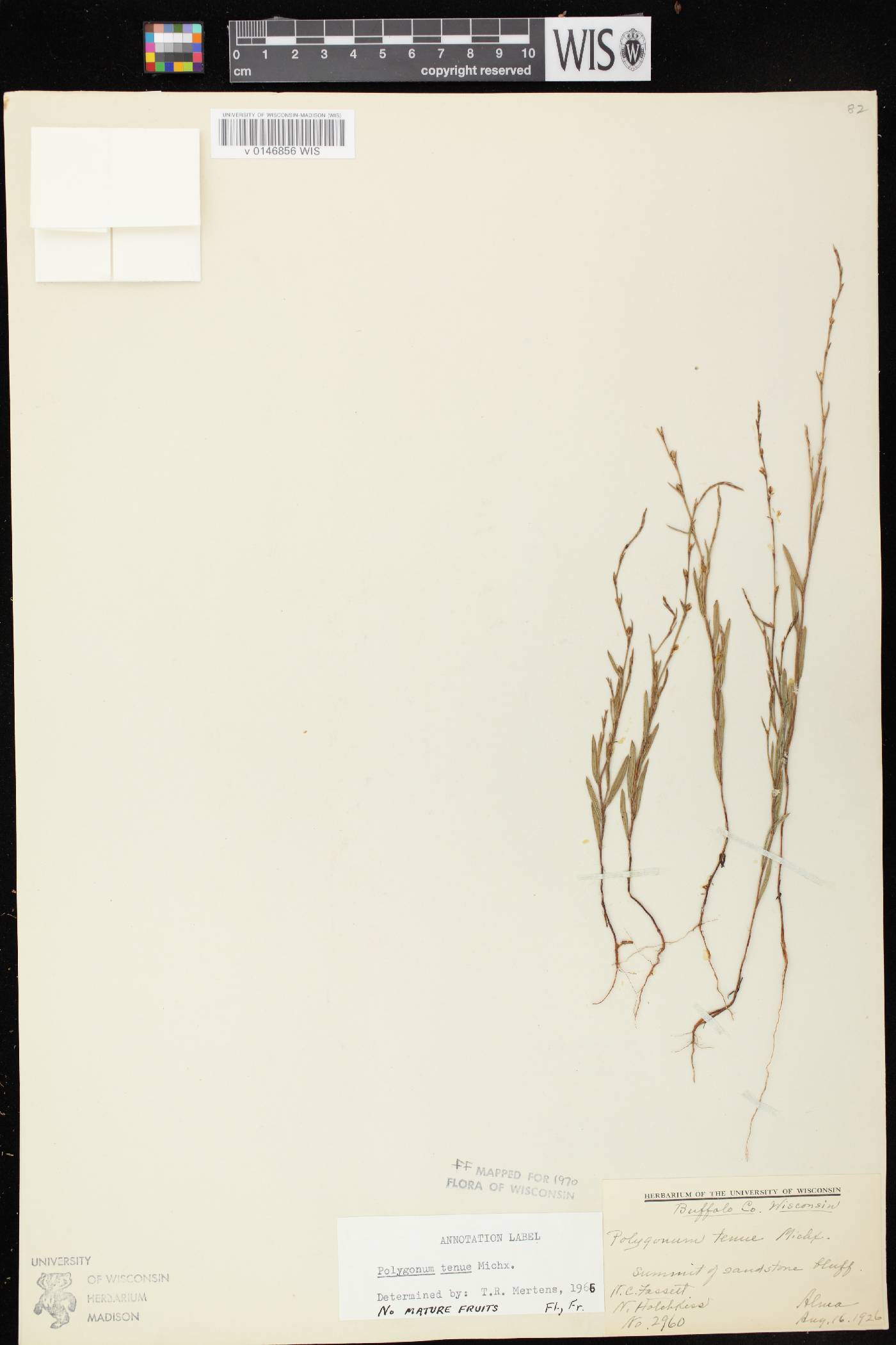 Polygonum tenue image