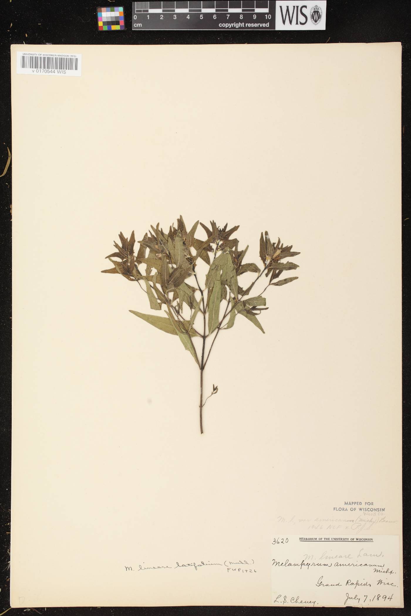 Melampyrum lineare image