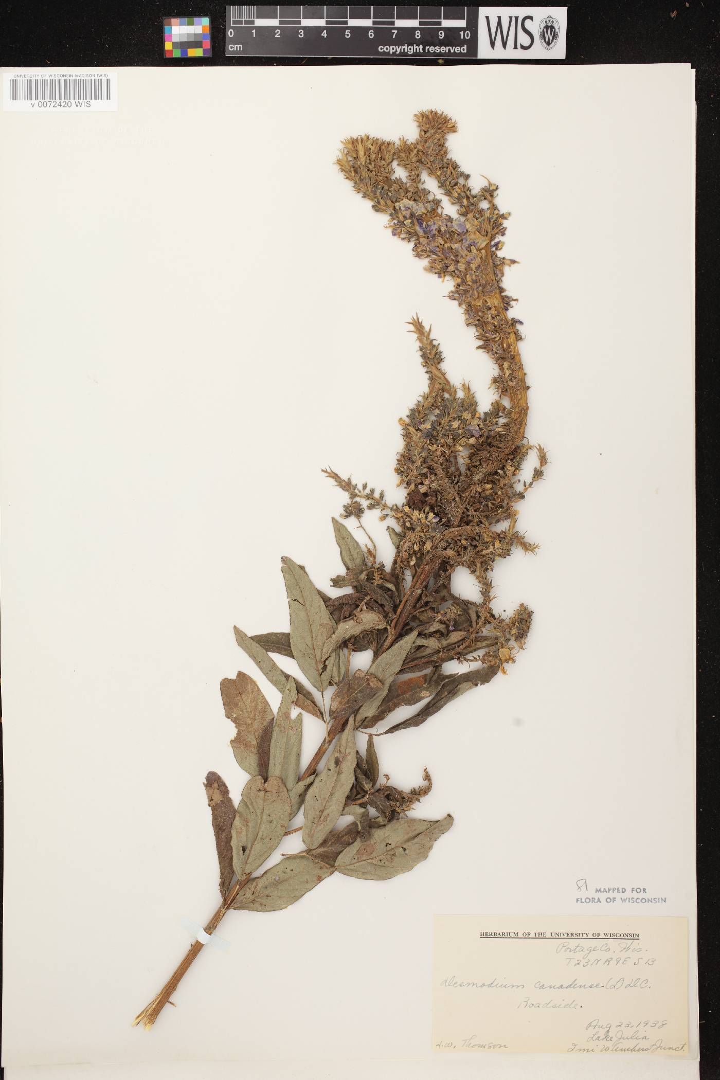 Desmodium canadense image