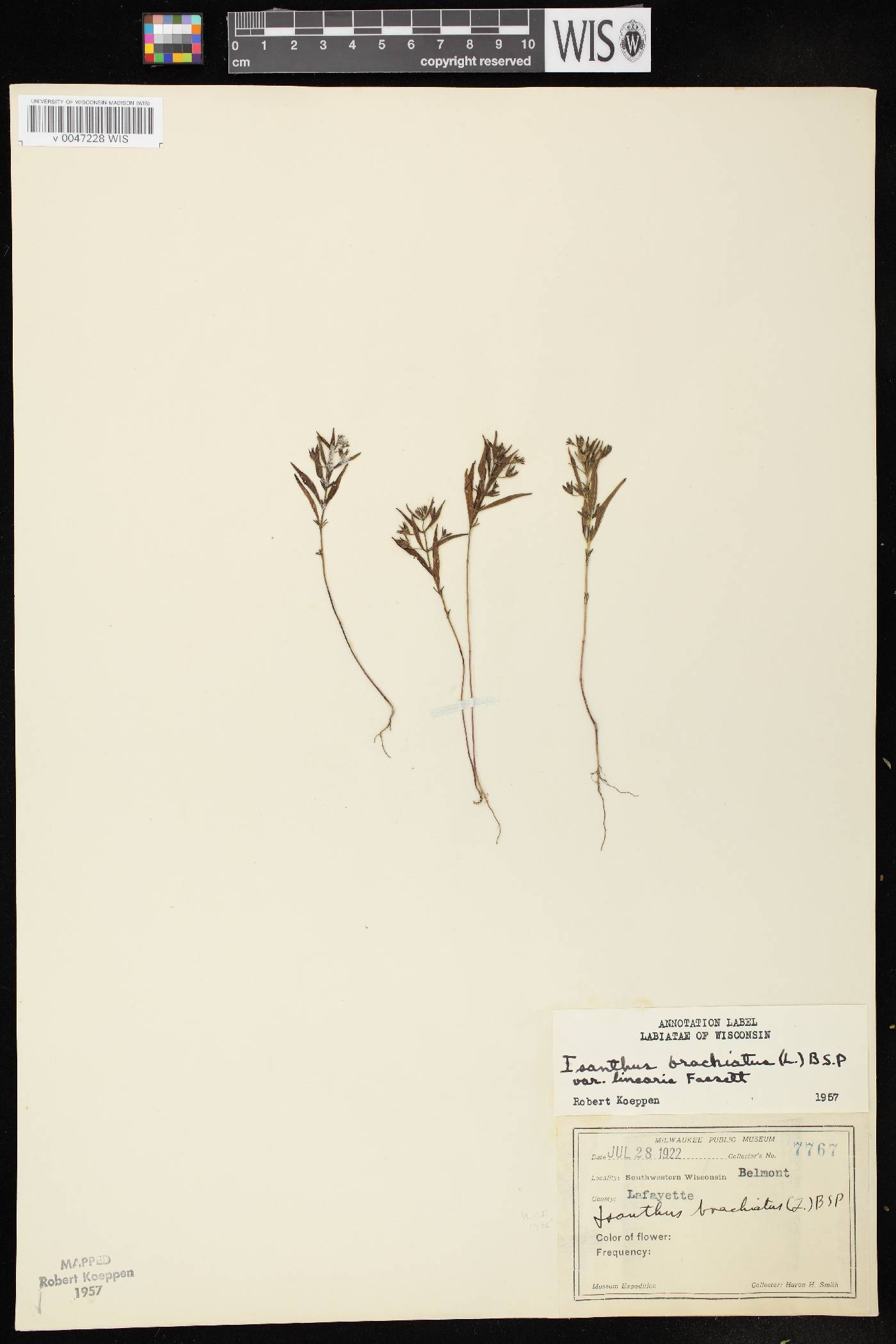 Trichostema brachiatum image