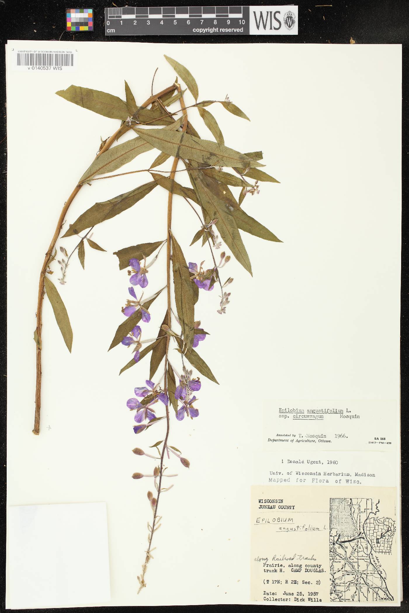 Chamerion angustifolium subsp. circumvagum image