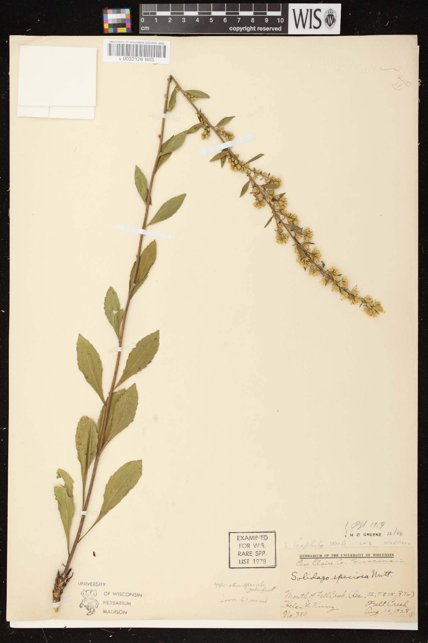 Solidago sciaphila image