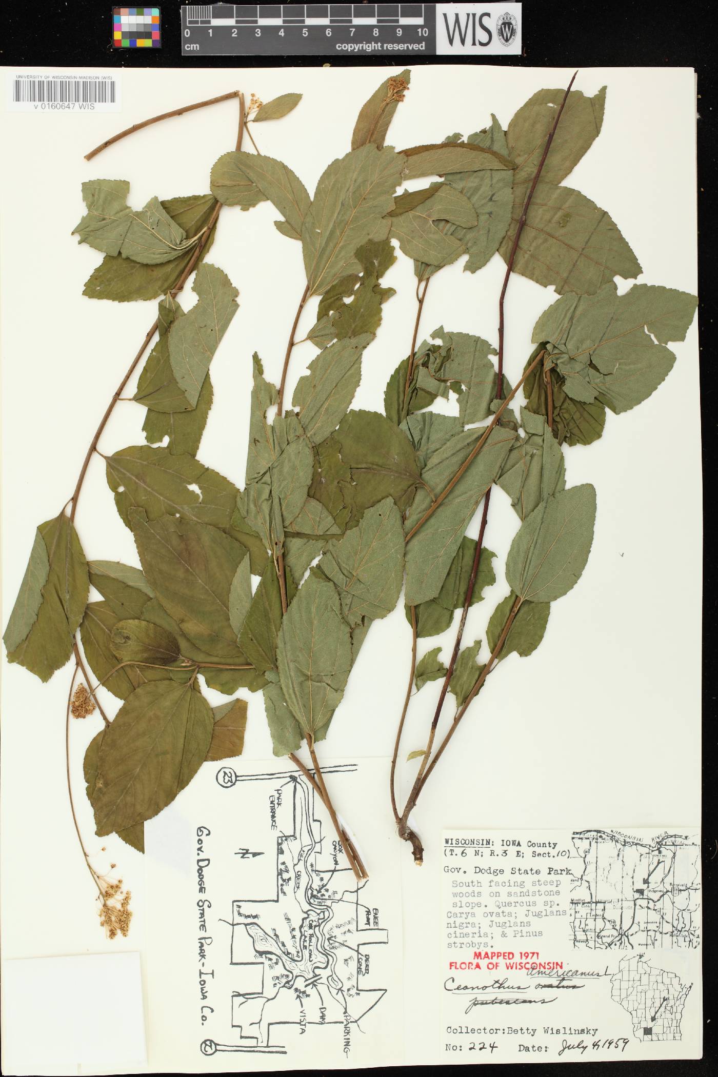 Ceanothus americanus image