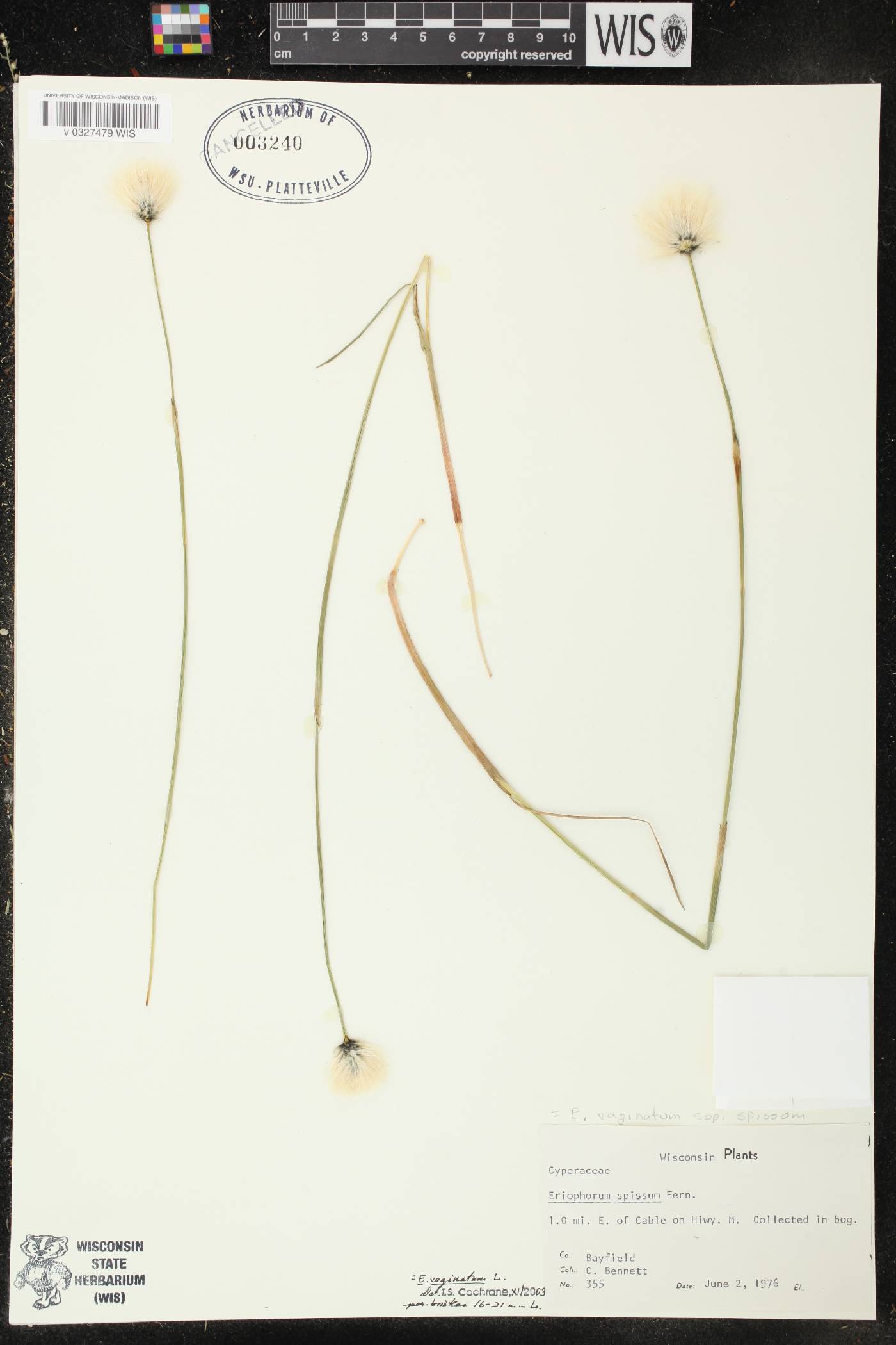 Eriophorum vaginatum image