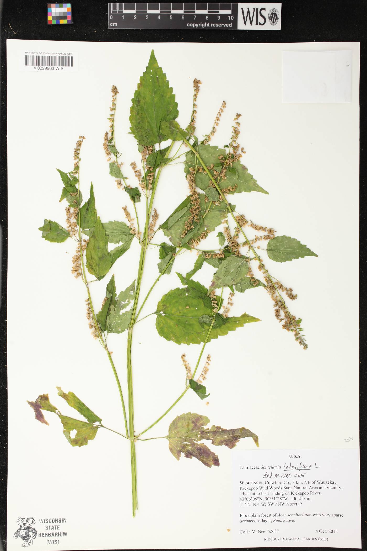 Scutellaria lateriflora image